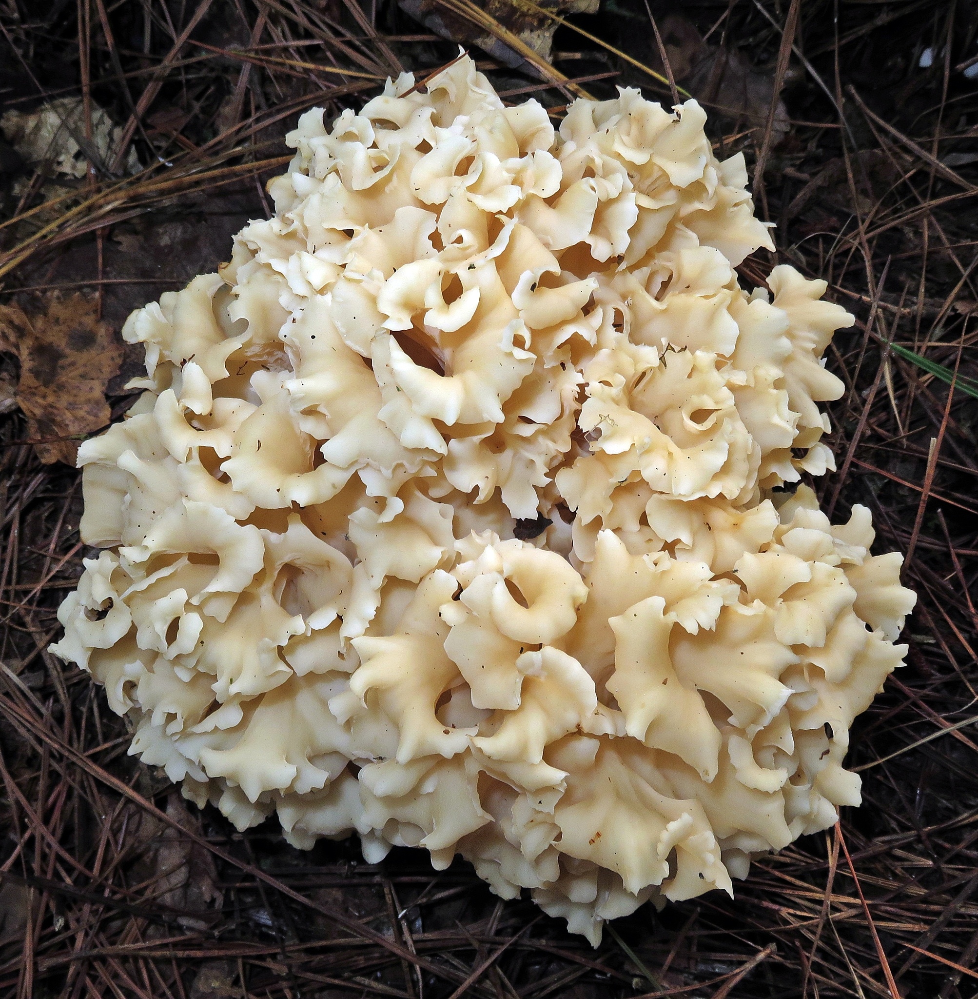 American cauliflower mushroom, Sparassis americana, Inaturalist United Kingdom, Food, 2010x2050 HD Phone
