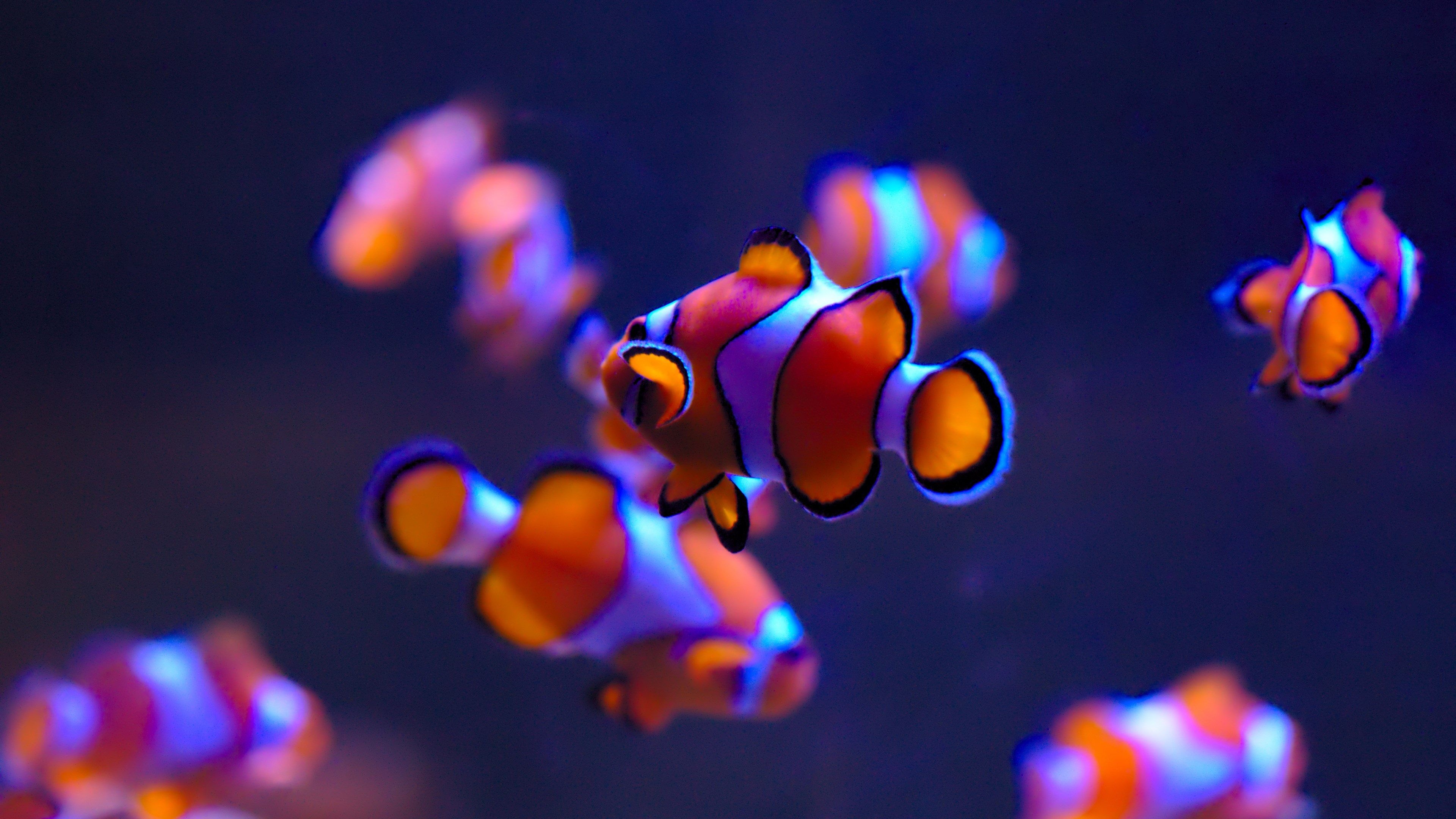 Clownfish 4K wallpapers, HD resolution images, Captivating fish, Colorful underwater scenes, 3840x2160 4K Desktop