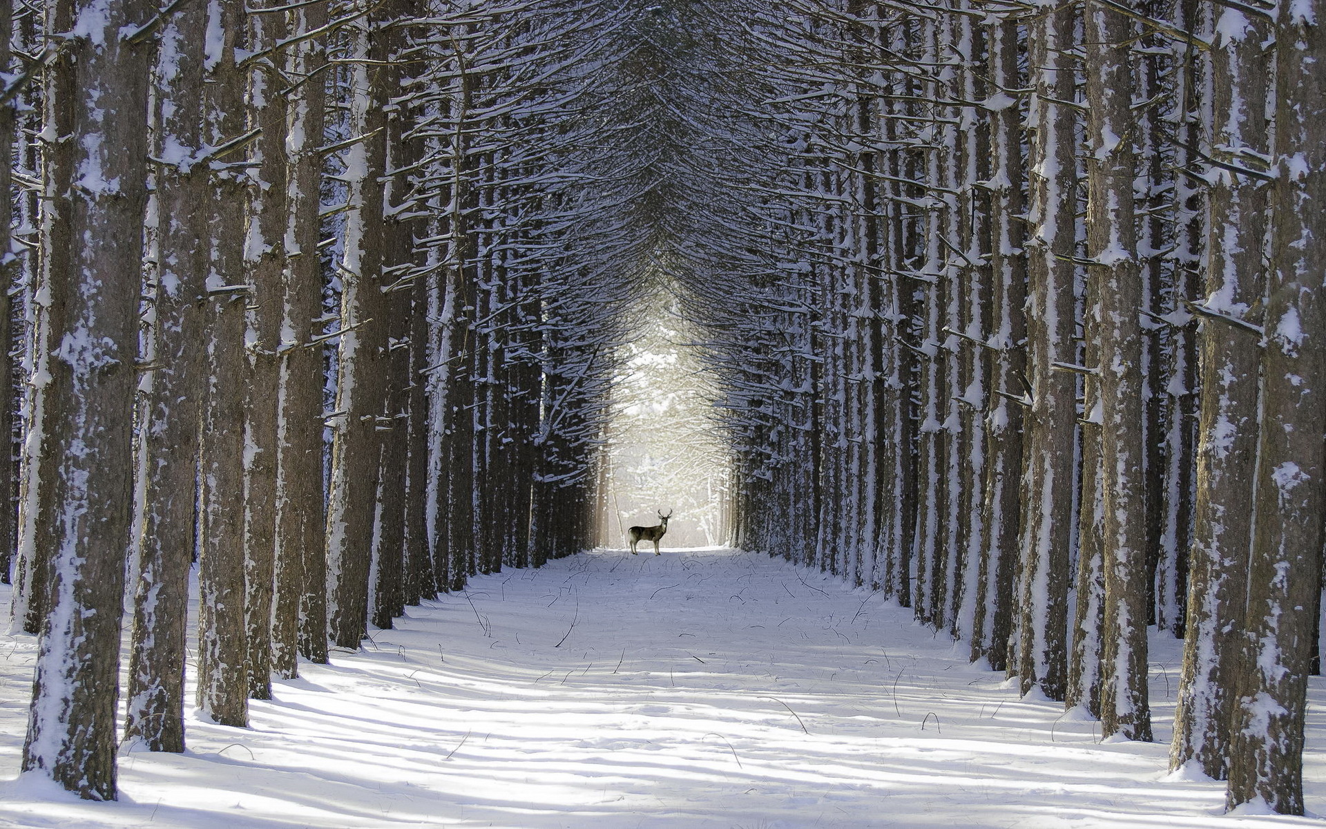 Deer, Snowy forest, Winter scenery, Spruce trees, 1920x1200 HD Desktop