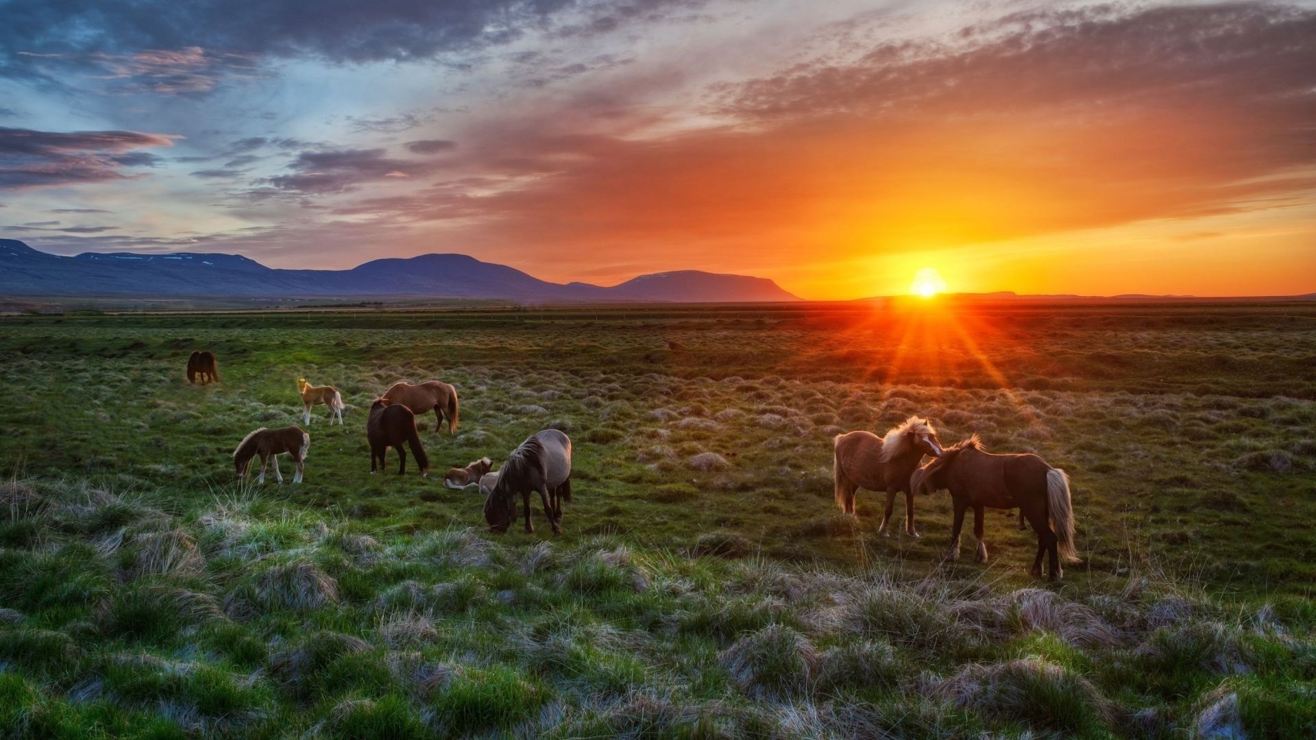 Iceland Sunset, Horses Silhouette, Dramatic Sky, HD Background, 1920x1080 Full HD Desktop