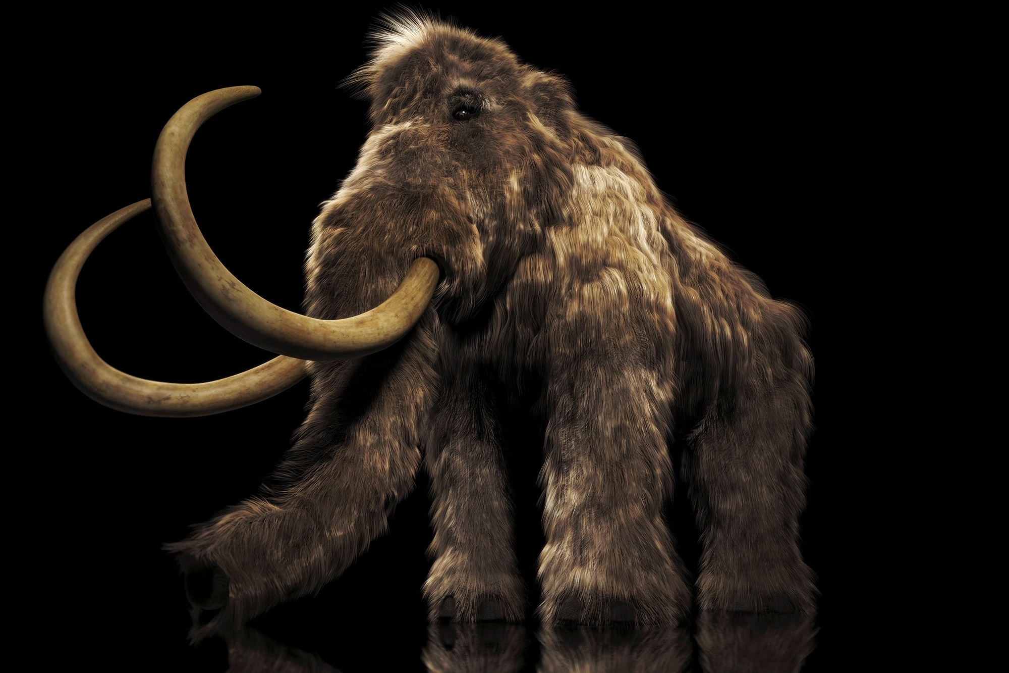 Woolly mammoth tusk, Roadwork in Oregon, Discovered during roadwork, Oregon's mammoth tusk, 2000x1340 HD Desktop