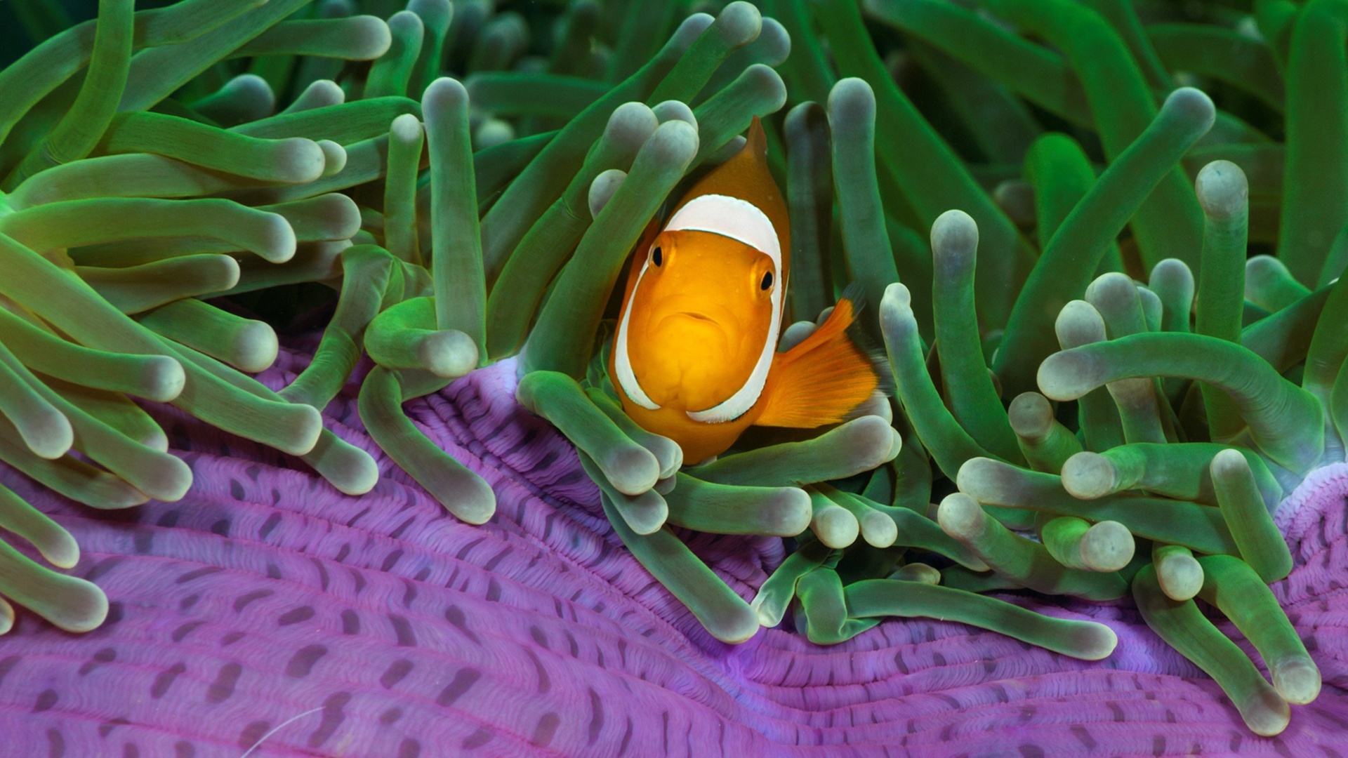 Colorful clown fish, Aquatic charm, Underwater companions, Marine wallpapers, 1920x1080 Full HD Desktop