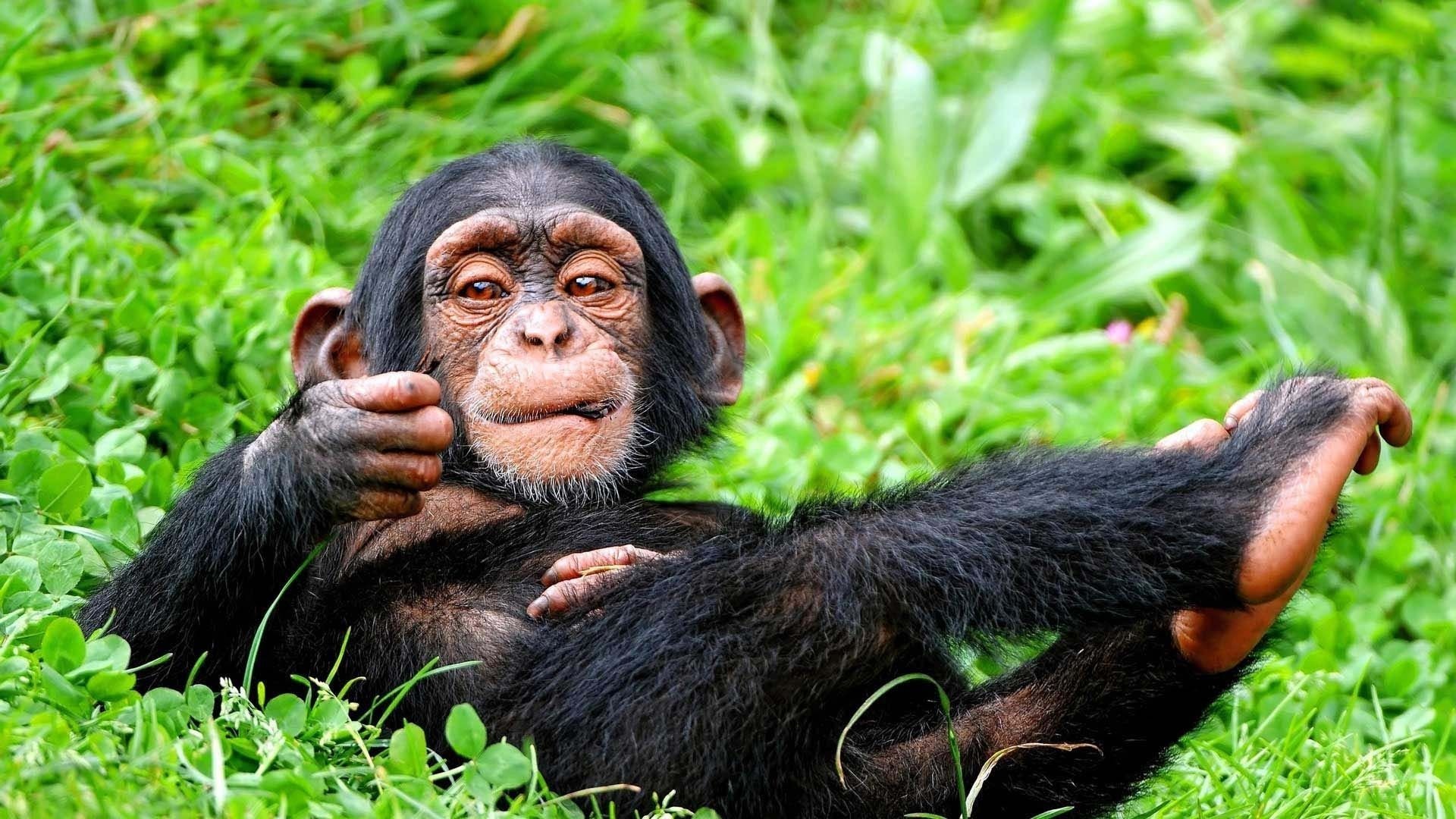 Chimpanzee in the wild, Chimpanzee close-up, Primate intelligence, Jungle habitat, 1920x1080 Full HD Desktop