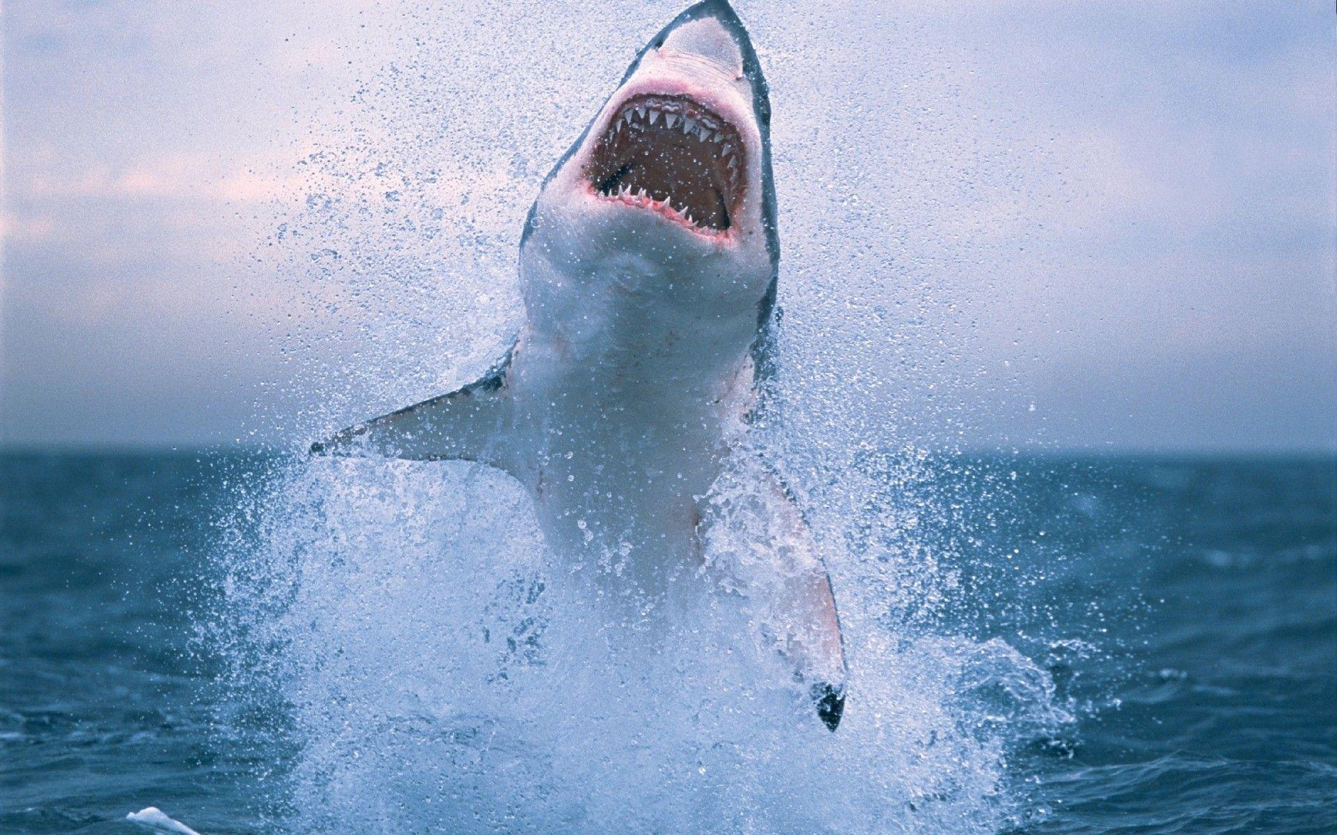 Great White Shark: Often burst out of the water in a leap (called a breach). 1920x1200 HD Background.