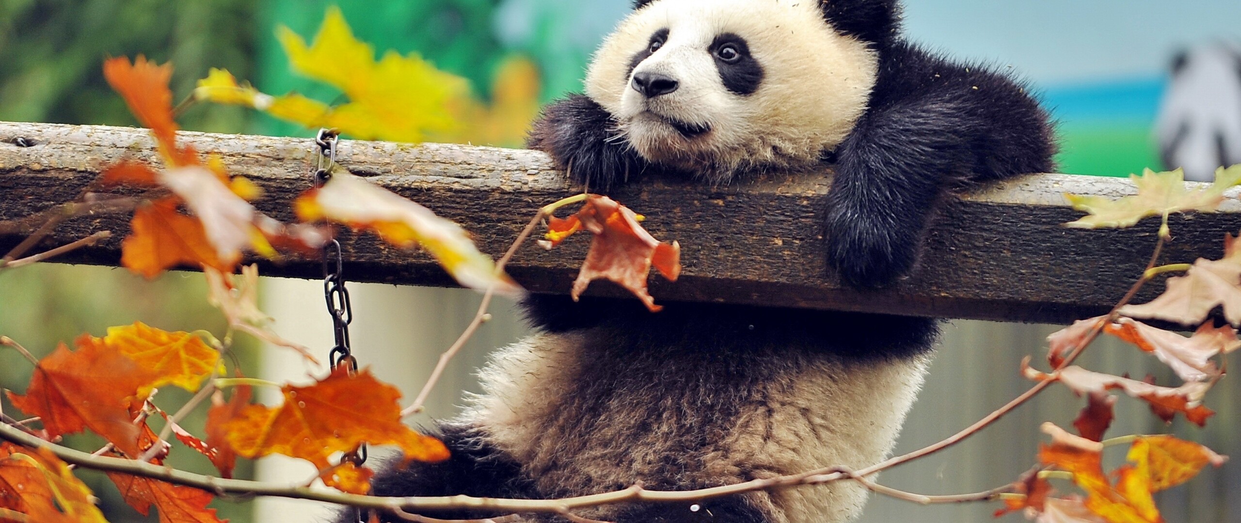 Panda: Panda’s diet consists of the leaves, shoots, and stems of bamboo. 2560x1080 Dual Screen Background.