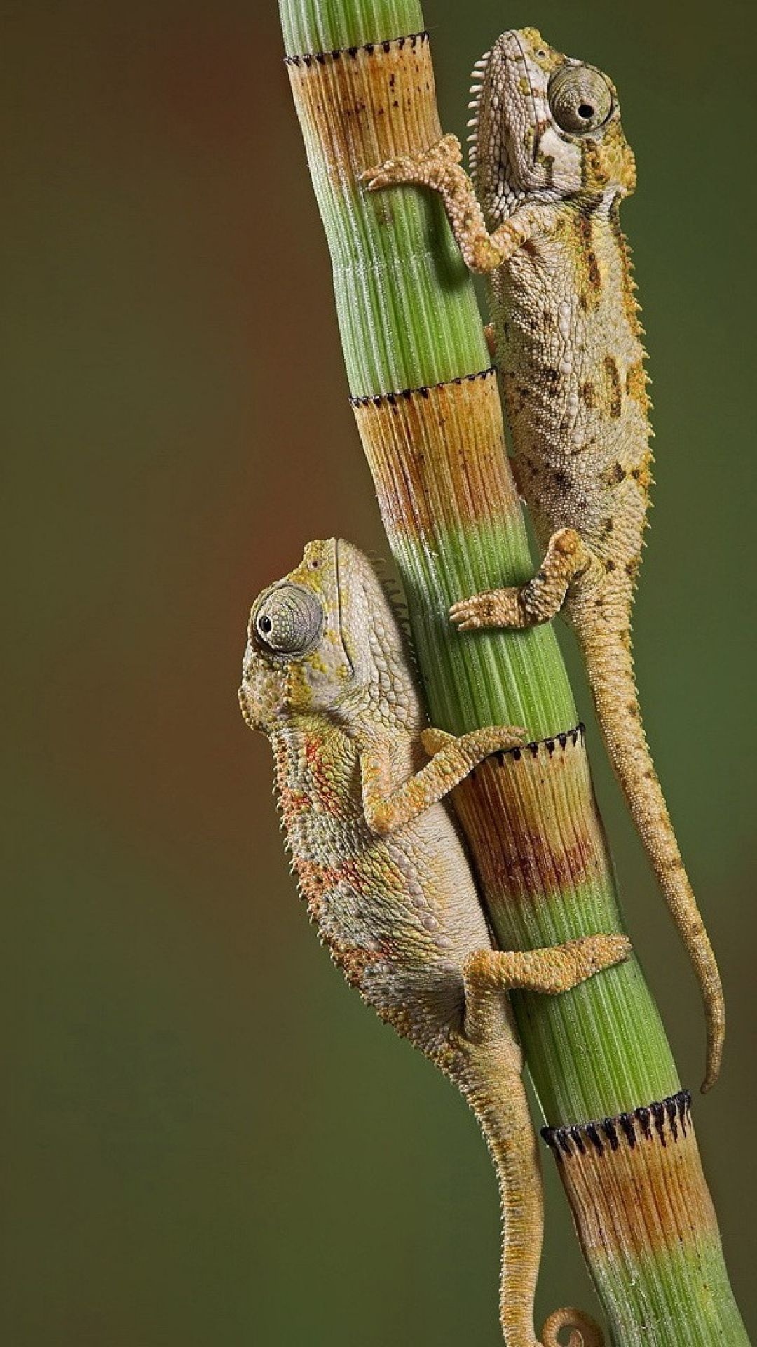 Chameleons crawling couple branch, 1080x1920 Full HD Phone
