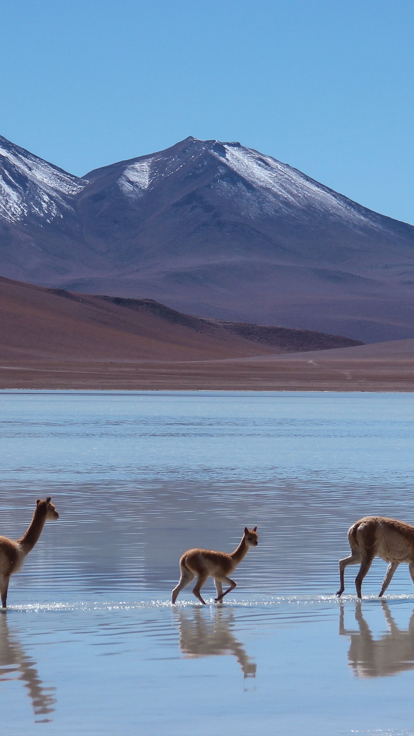 Wallpaper lama Laguna Blanca Bolivia, Mountains animals, 1440x2560 HD Handy