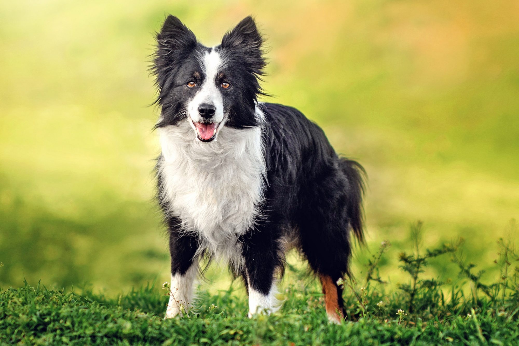 Border Collie traits, Furry genius, Canine obedience, Loyal and loving, 2000x1340 HD Desktop