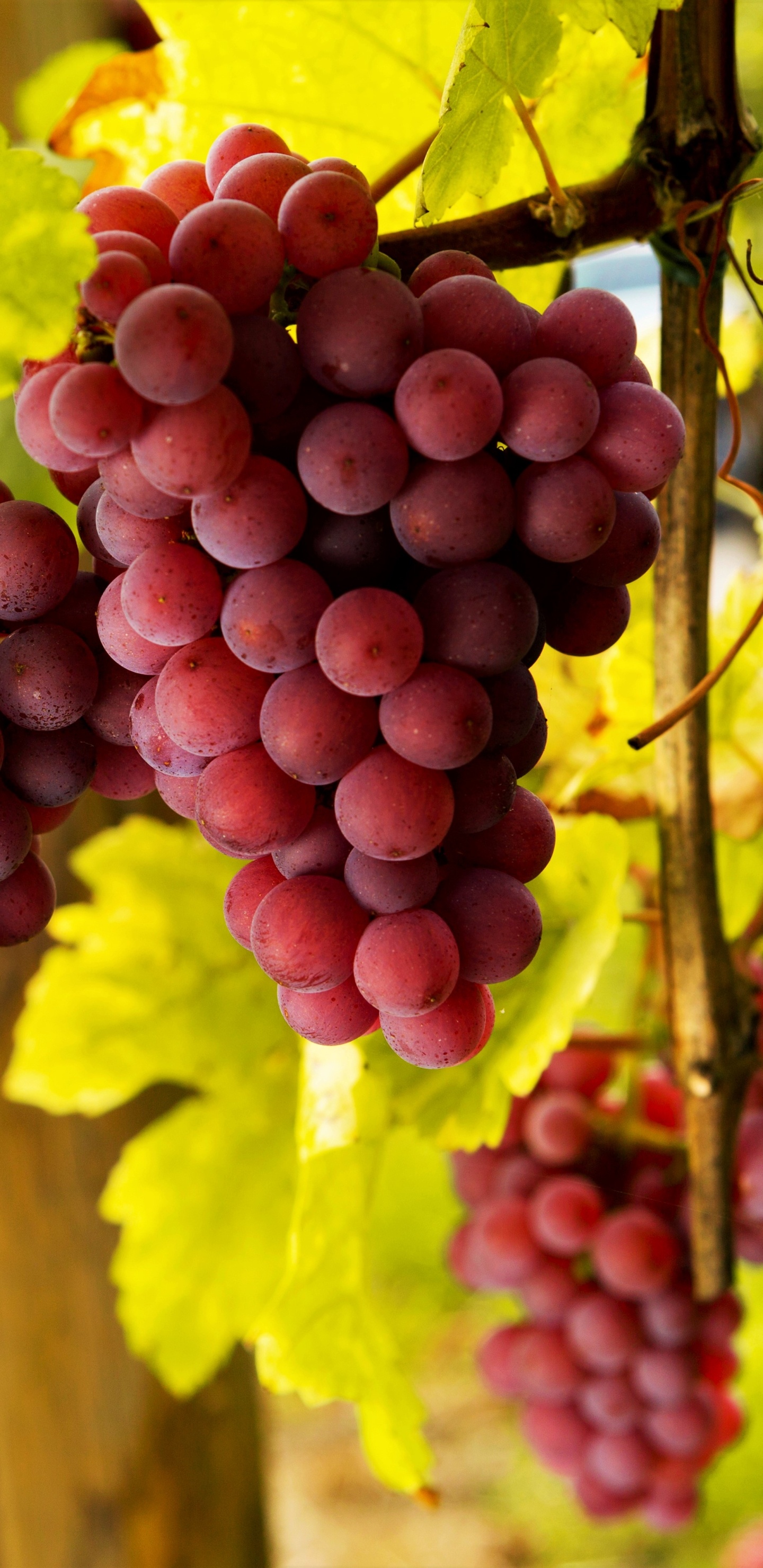 Grapes: A genus of about 60 to 80 species of vining plants in the family Vitaceae. 1440x2960 HD Wallpaper.