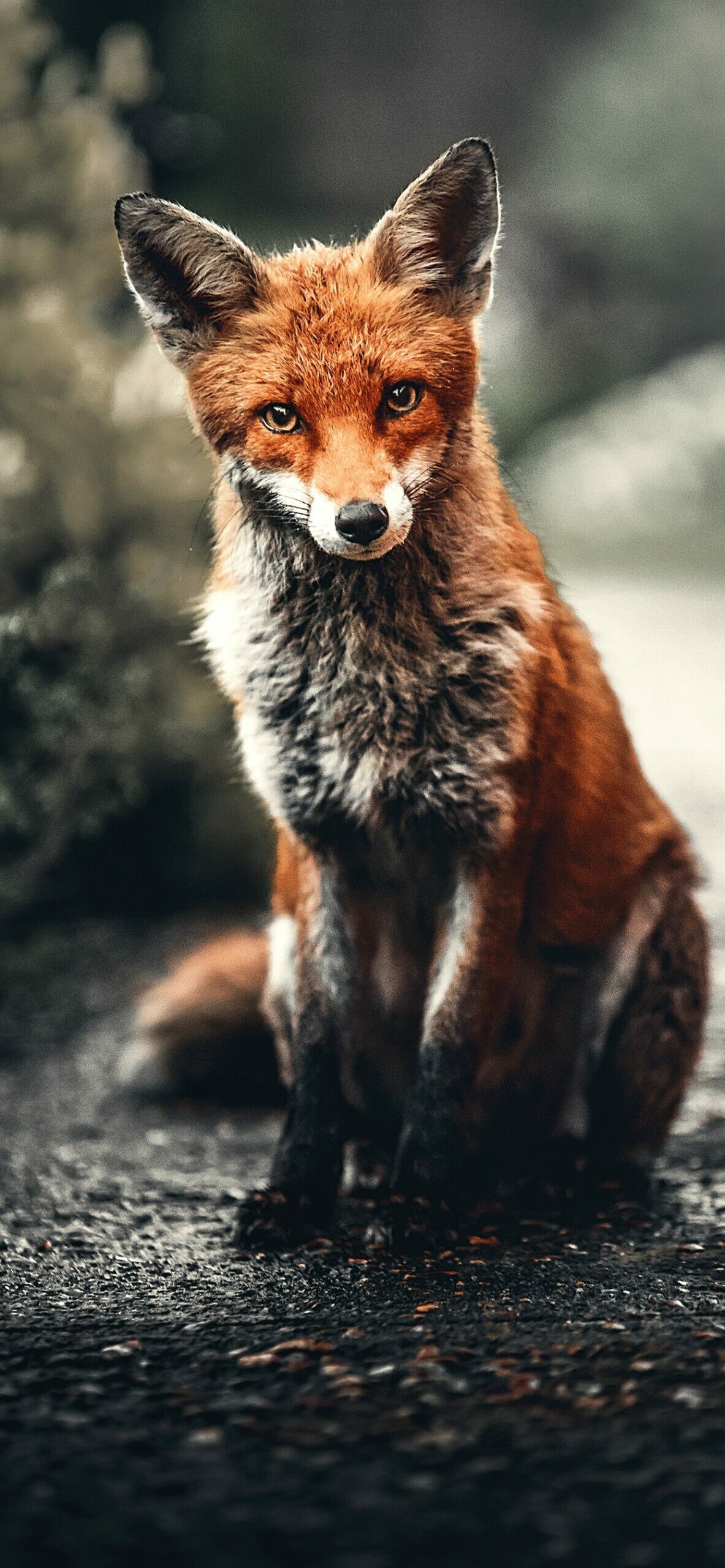 Fox: Members of the dog family, resembling small to medium-sized bushy-tailed dogs. 1190x2560 HD Wallpaper.