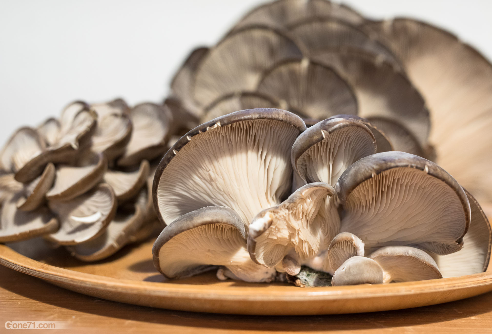 Oyster mushroom recipe, Pleurotus ostreatus, Gastronomic delight, Home cooking, 1920x1310 HD Desktop