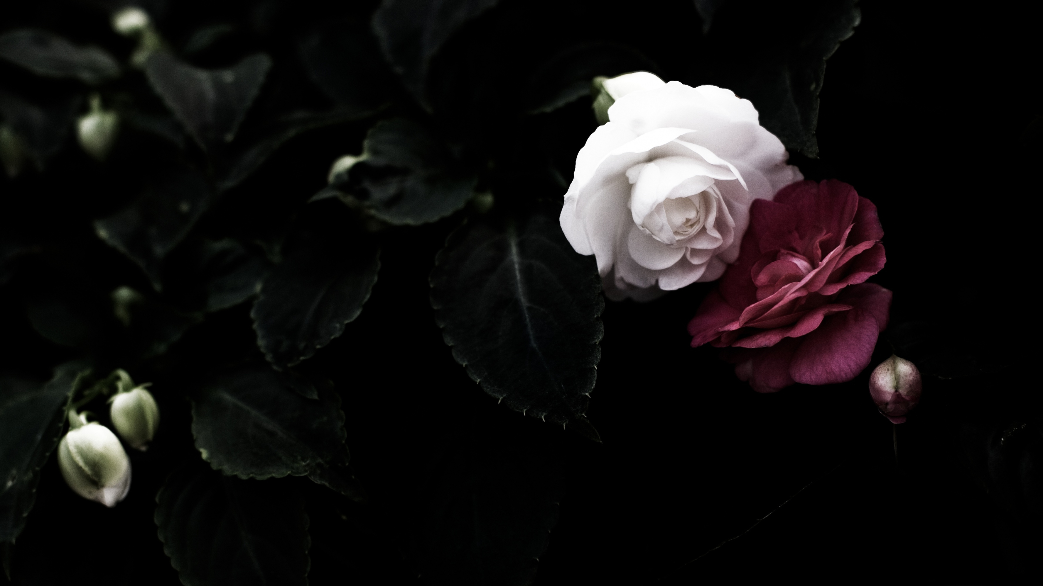 Camellia HD wallpaper, Background image, Nature's beauty, Floral treasures, 3560x2000 HD Desktop