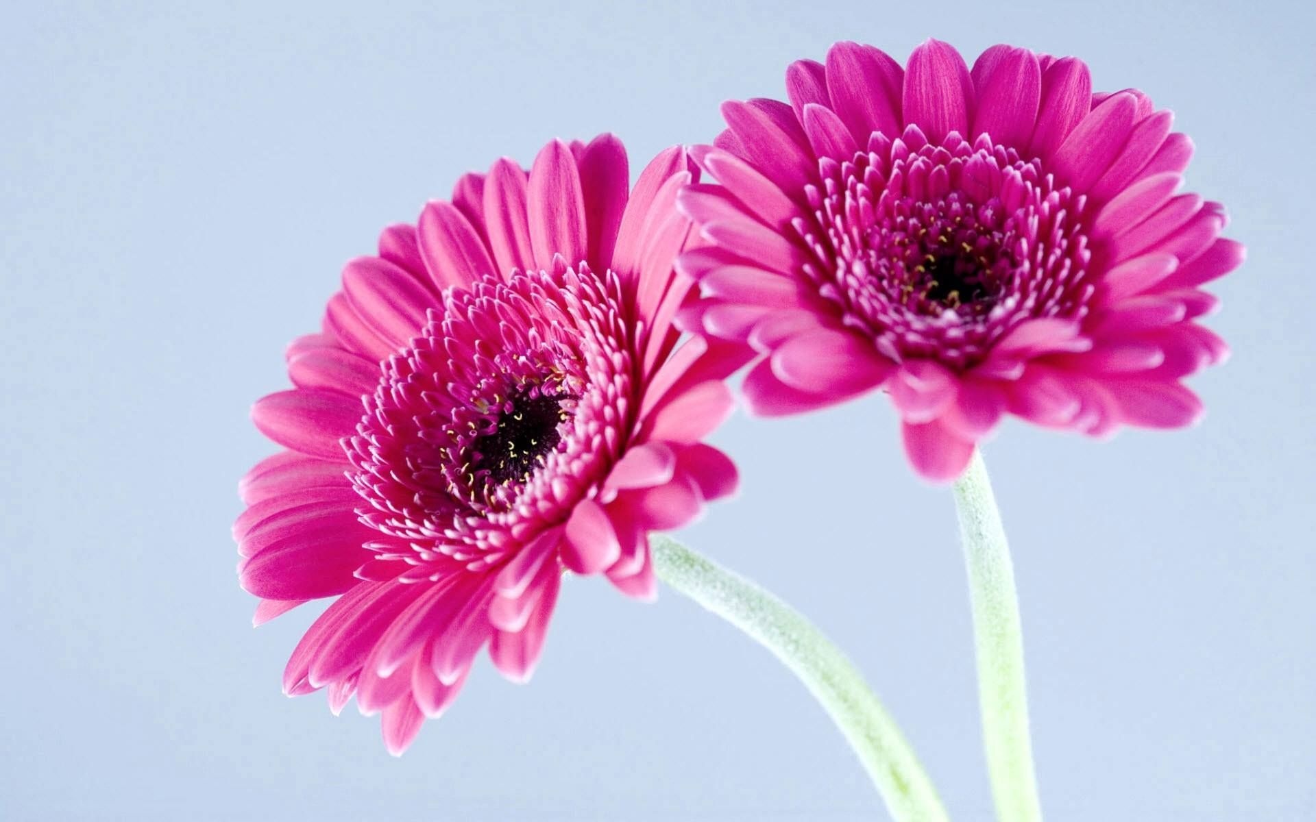 Gerbera Daisy: One of the most popular ornamental flowers in the world. 1920x1200 HD Background.