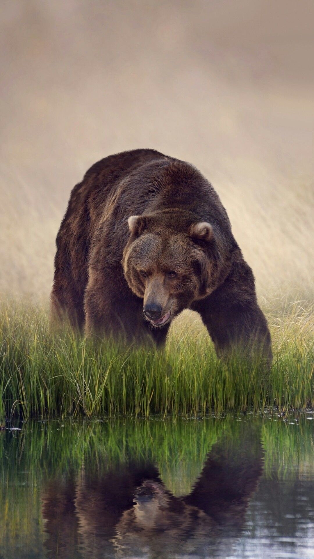 Grizzly Bear, Brown and black bear, American wildlife, Nature's marvel, 1080x1920 Full HD Phone
