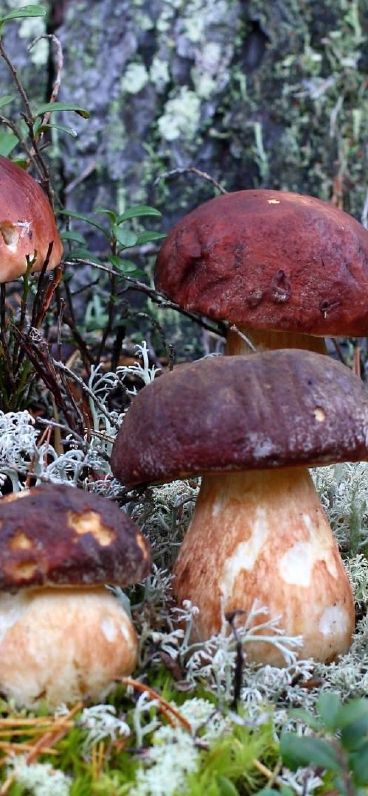 Download porcini mushrooms, Captivating wallpapers, Mushroom wonderland, Fungal beauty, 1170x2540 HD Handy