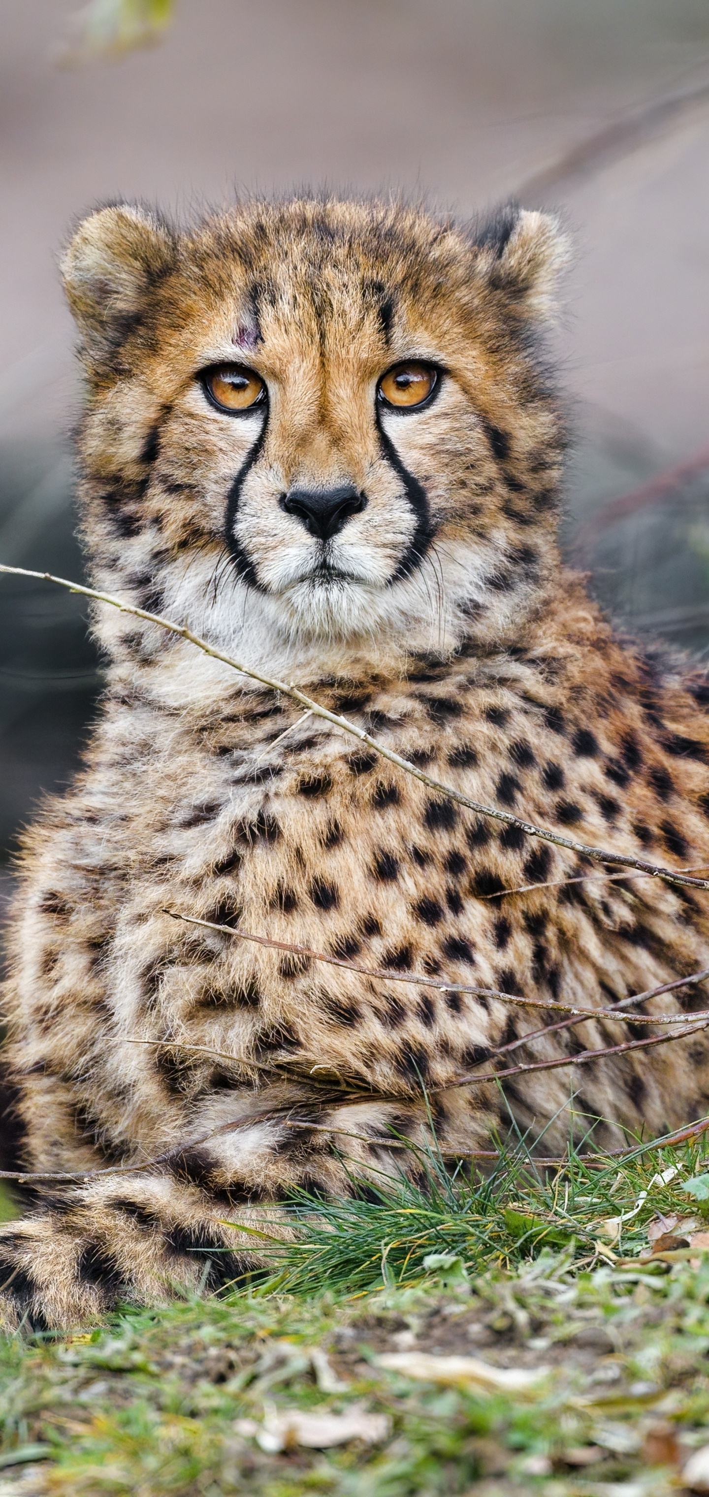 Animal cheetah, Elegance and strength, Captivating wild beauty, African wilderness, 1440x3040 HD Handy
