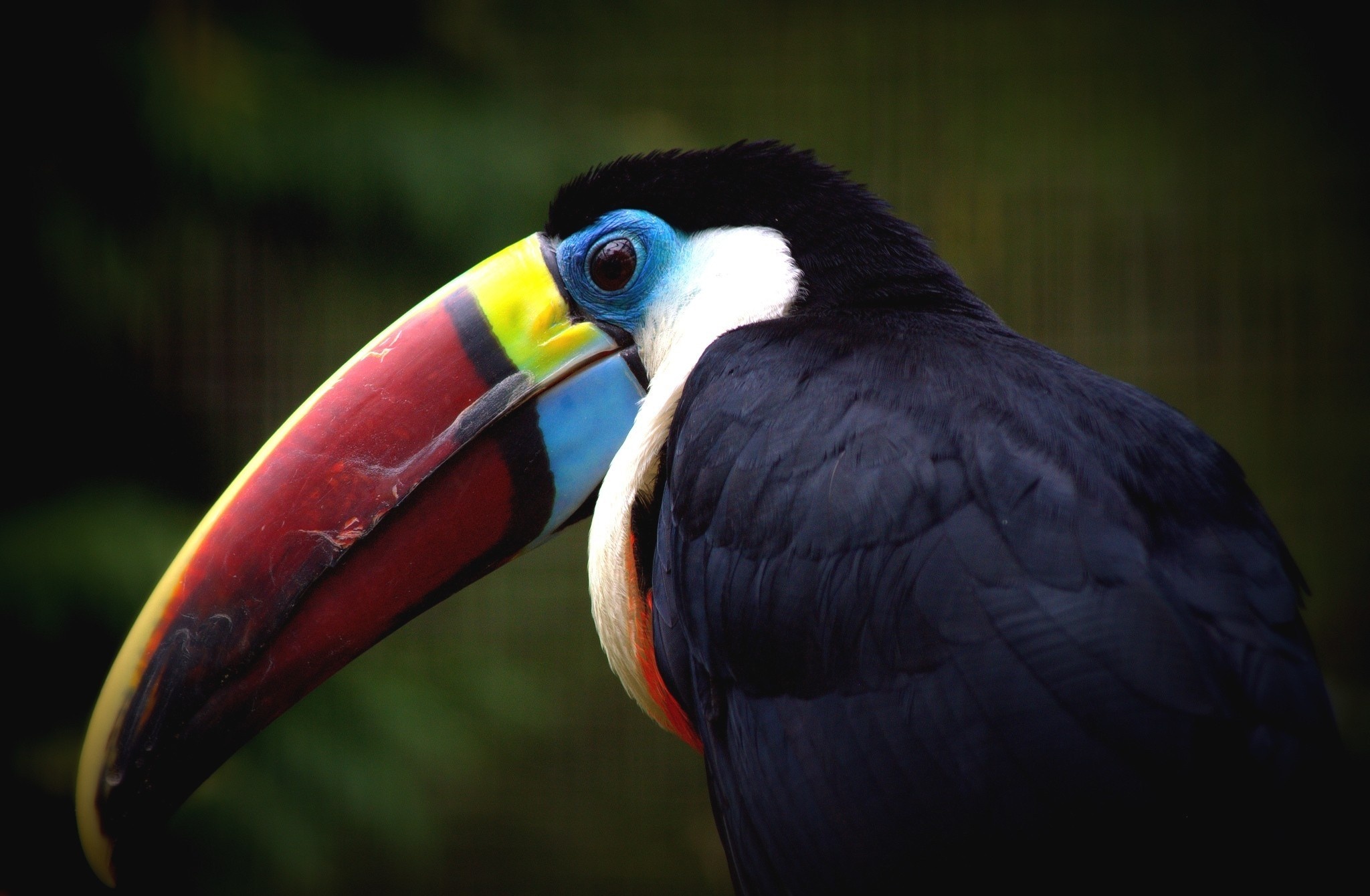 Toucan, 130 colorful wallpapers, Exotic bird photos, Tropical beauty, 2050x1340 HD Desktop