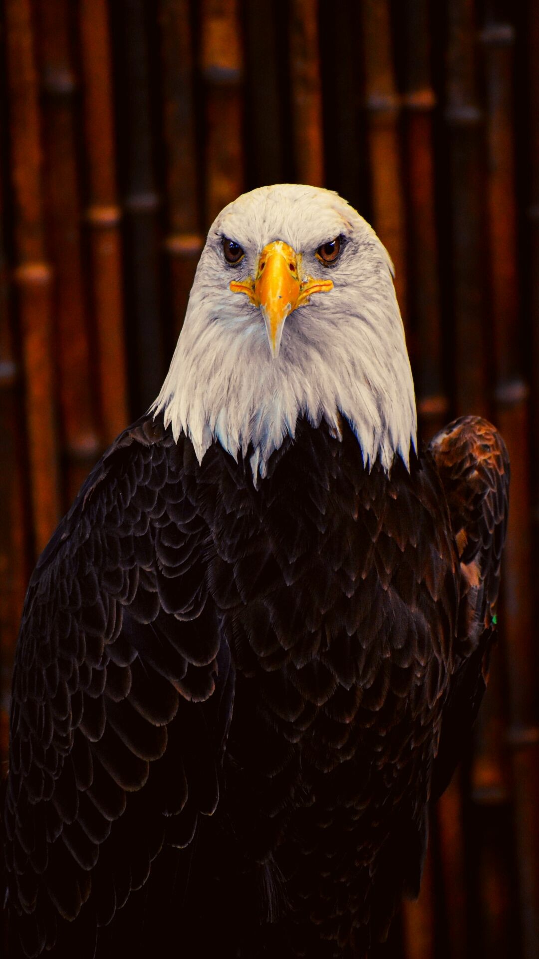 Eagle: It was chosen as a national symbol of the United States in 1782 because of the bird’s long life, great strength, and majestic looks. 1080x1920 Full HD Wallpaper.