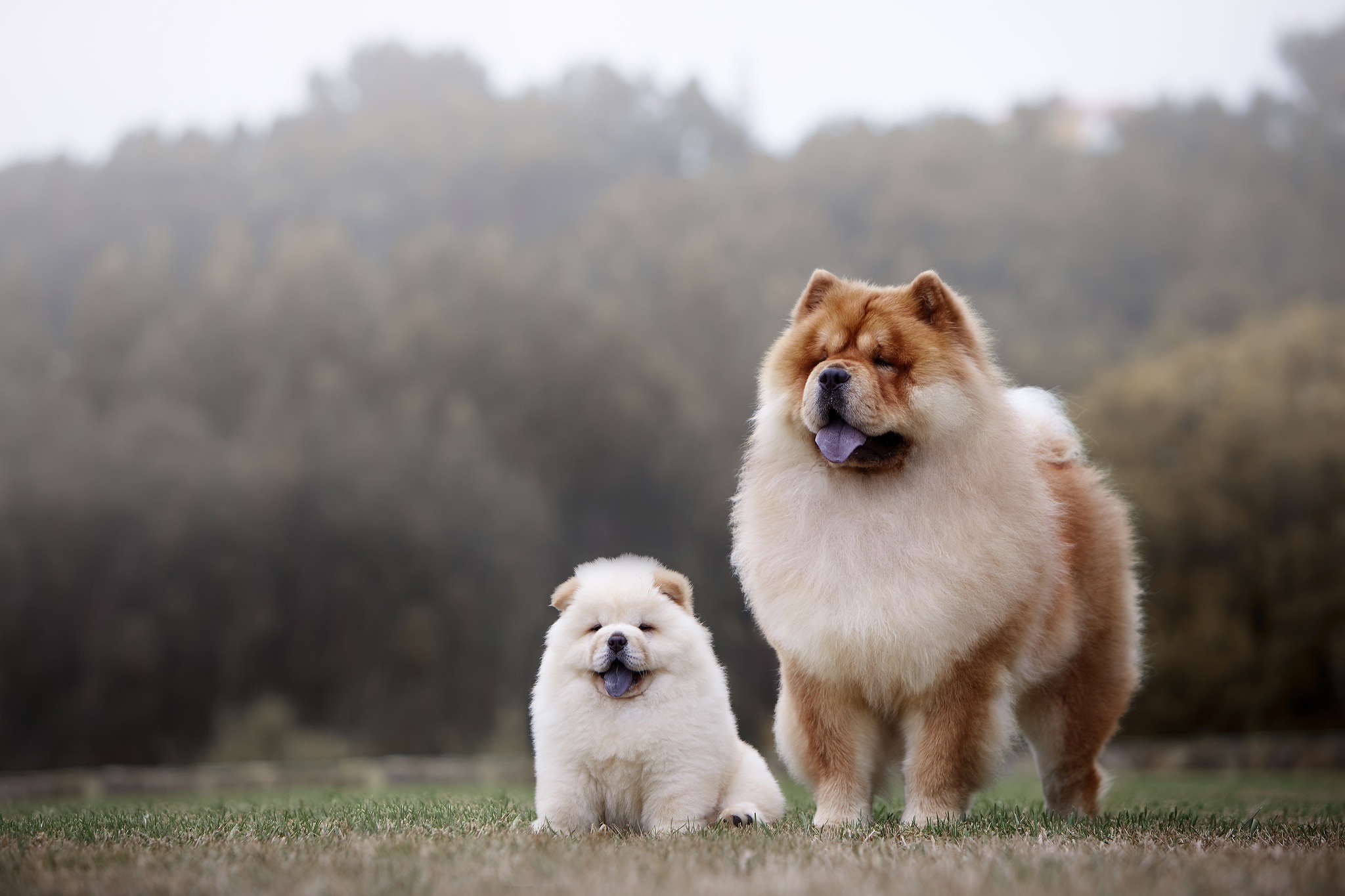 Chow Chow wallpapers, Visual delight, Captivating images, Lovely dogs, 2050x1370 HD Desktop