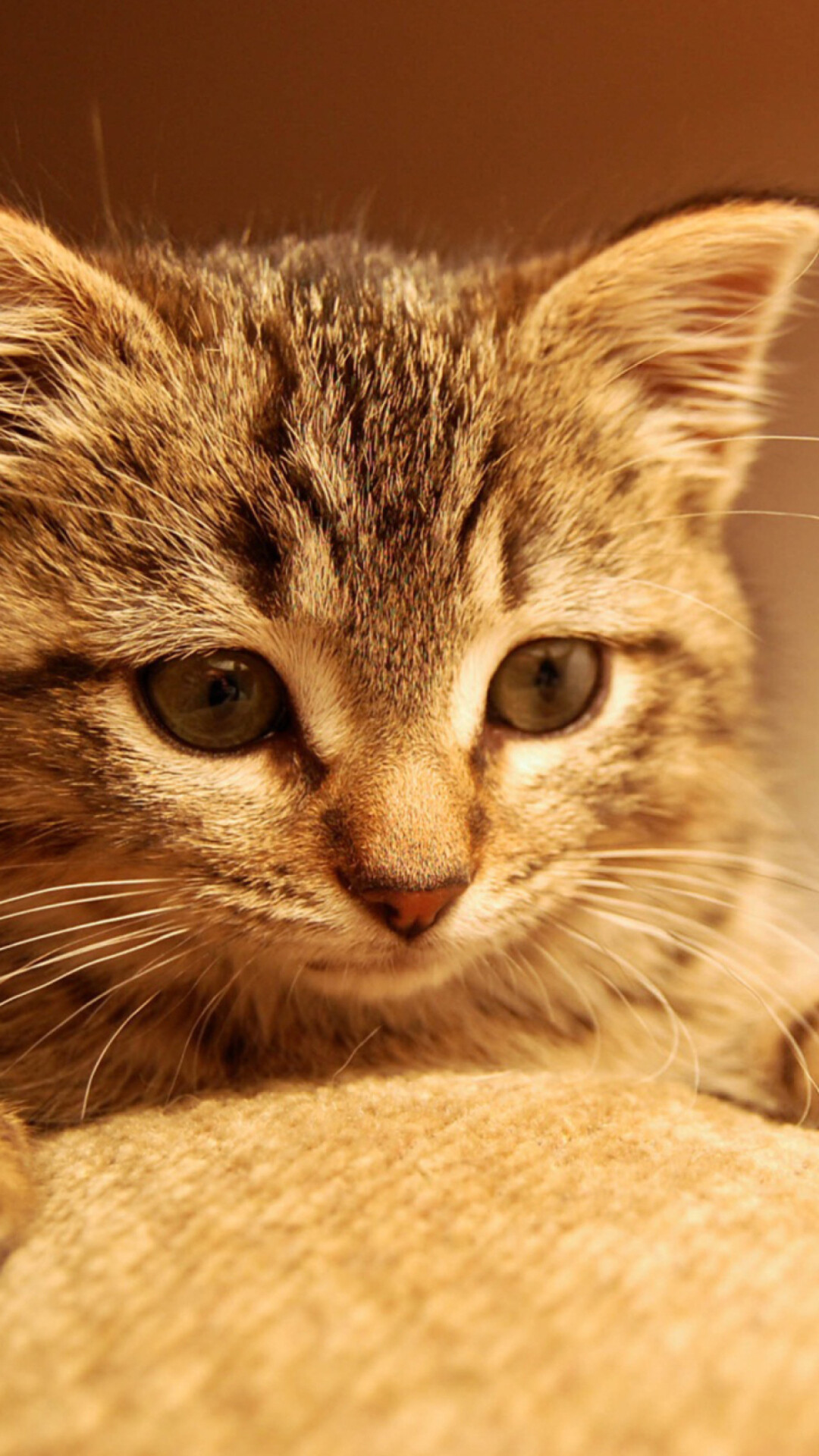 Kitten: Mammal, Long domesticated as a pet and for catching rats and mice. 1080x1920 Full HD Background.