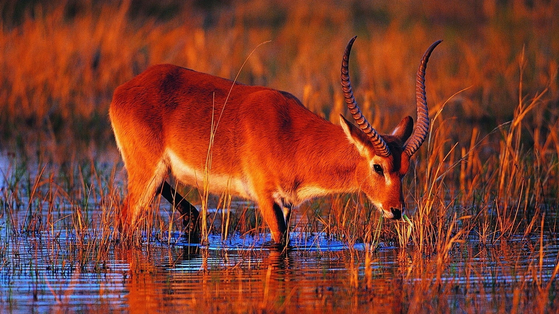 18 antelope wallpapers, African wildlife, Striking beauty, Nature's diversity, 1920x1080 Full HD Desktop