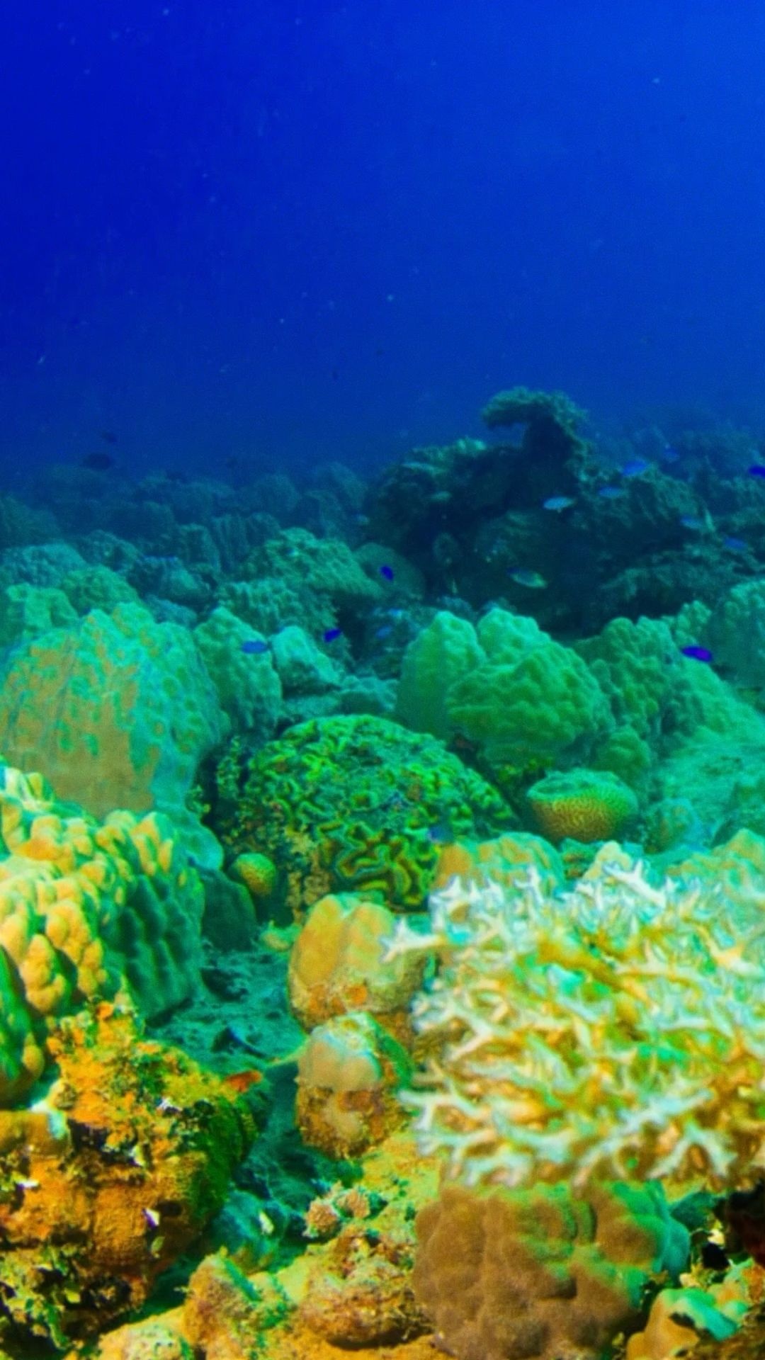 Coral reefs, Oceanic wonders, Sea creatures, Beautiful marine life, 1080x1920 Full HD Phone