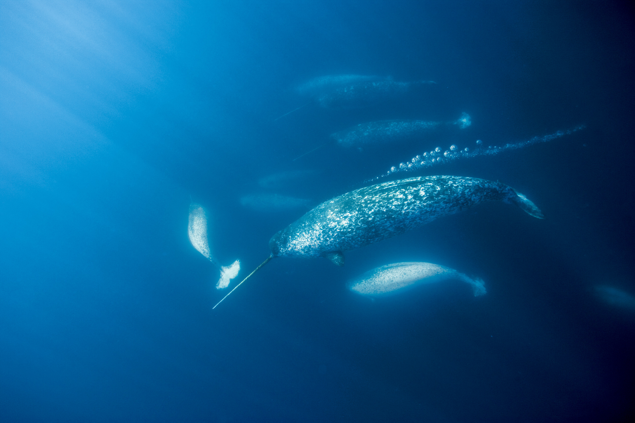 Narwhal, Arctic narwhals' new enemy, 2500x1670 HD Desktop