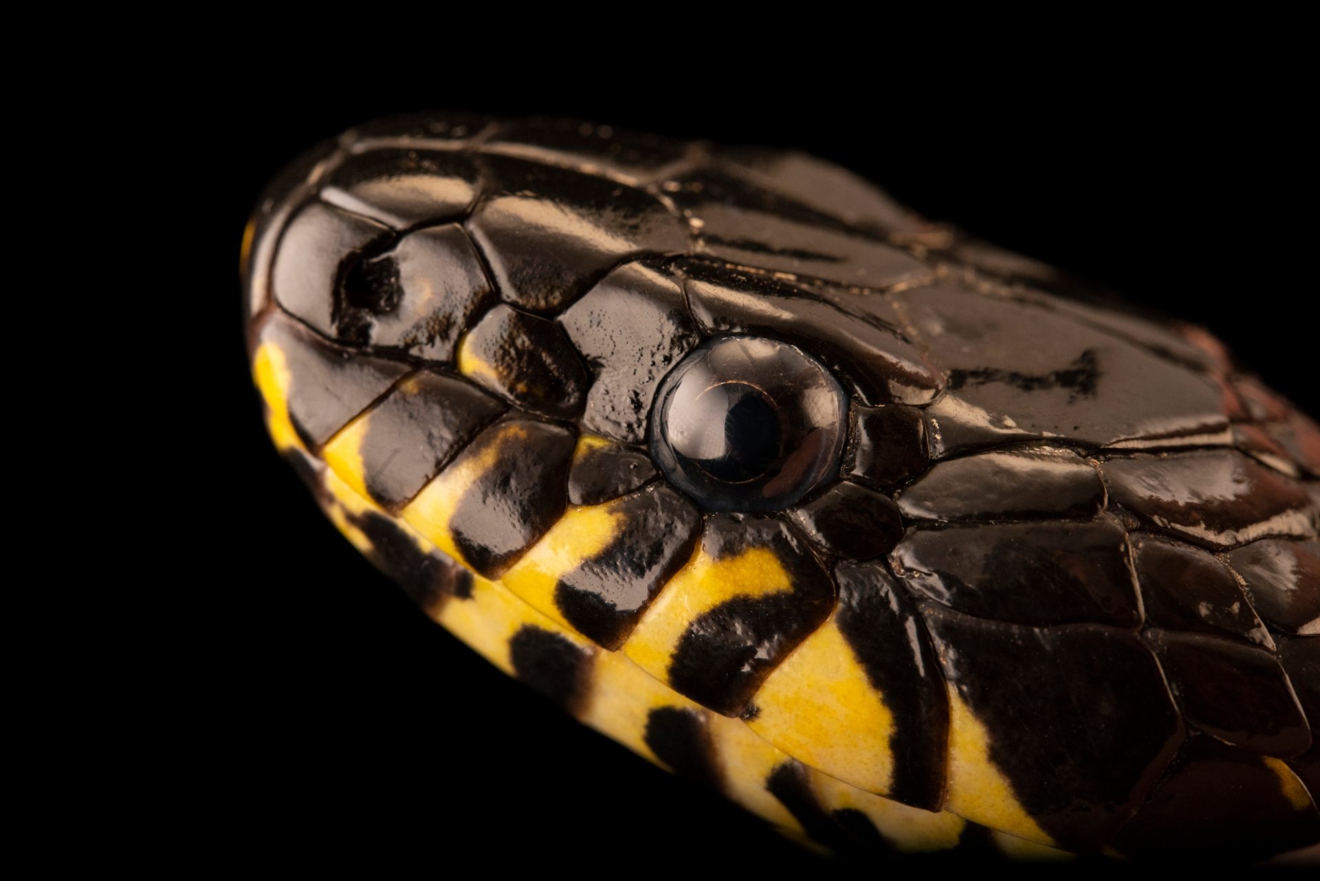 Boiga snake, Joel Sartore, Wildlife photographer, Reptile portraits, 1920x1290 HD Desktop