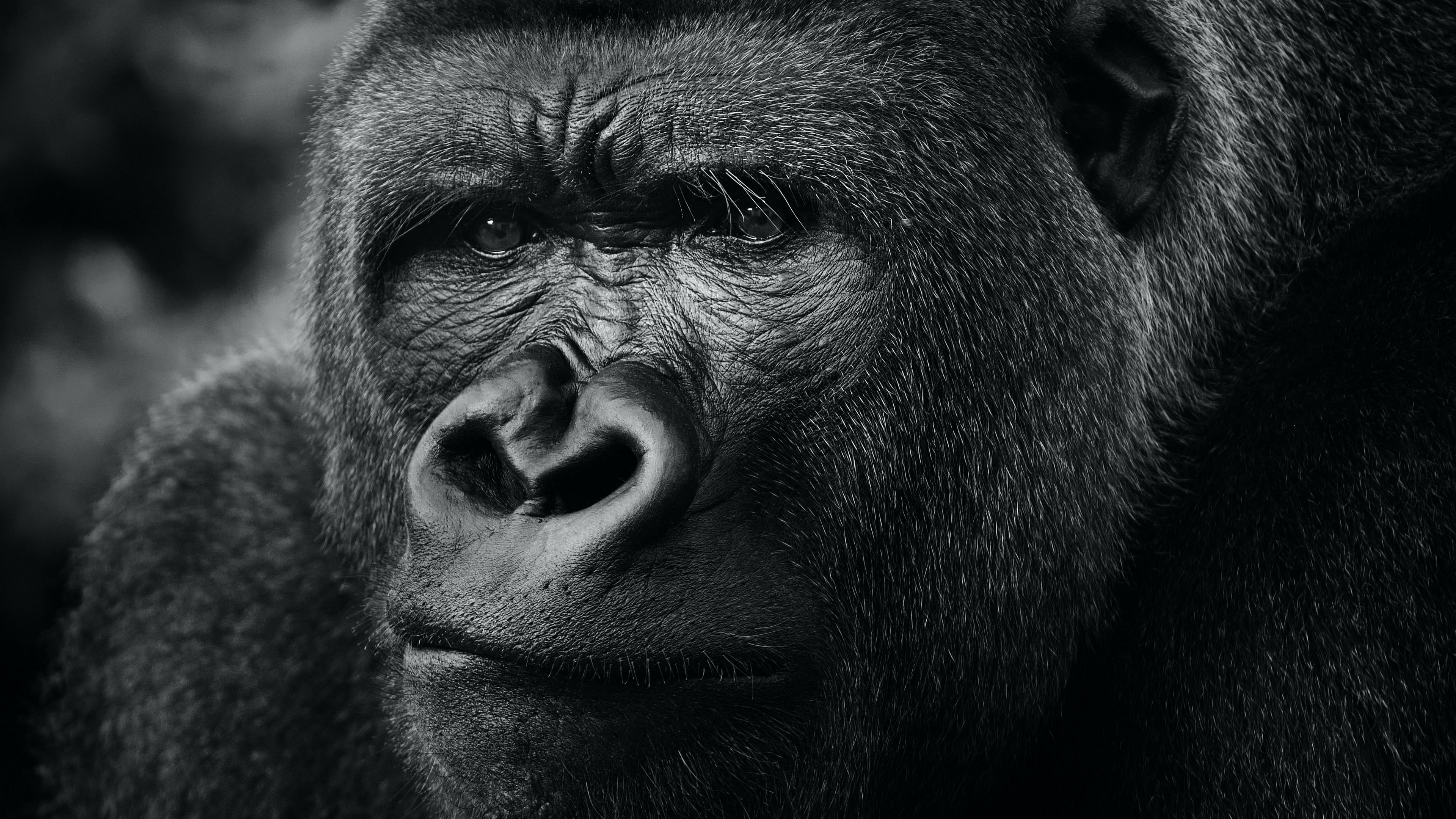 Anime gorilla, Unique artwork, Imaginative creation, Fictional world, 3840x2160 4K Desktop