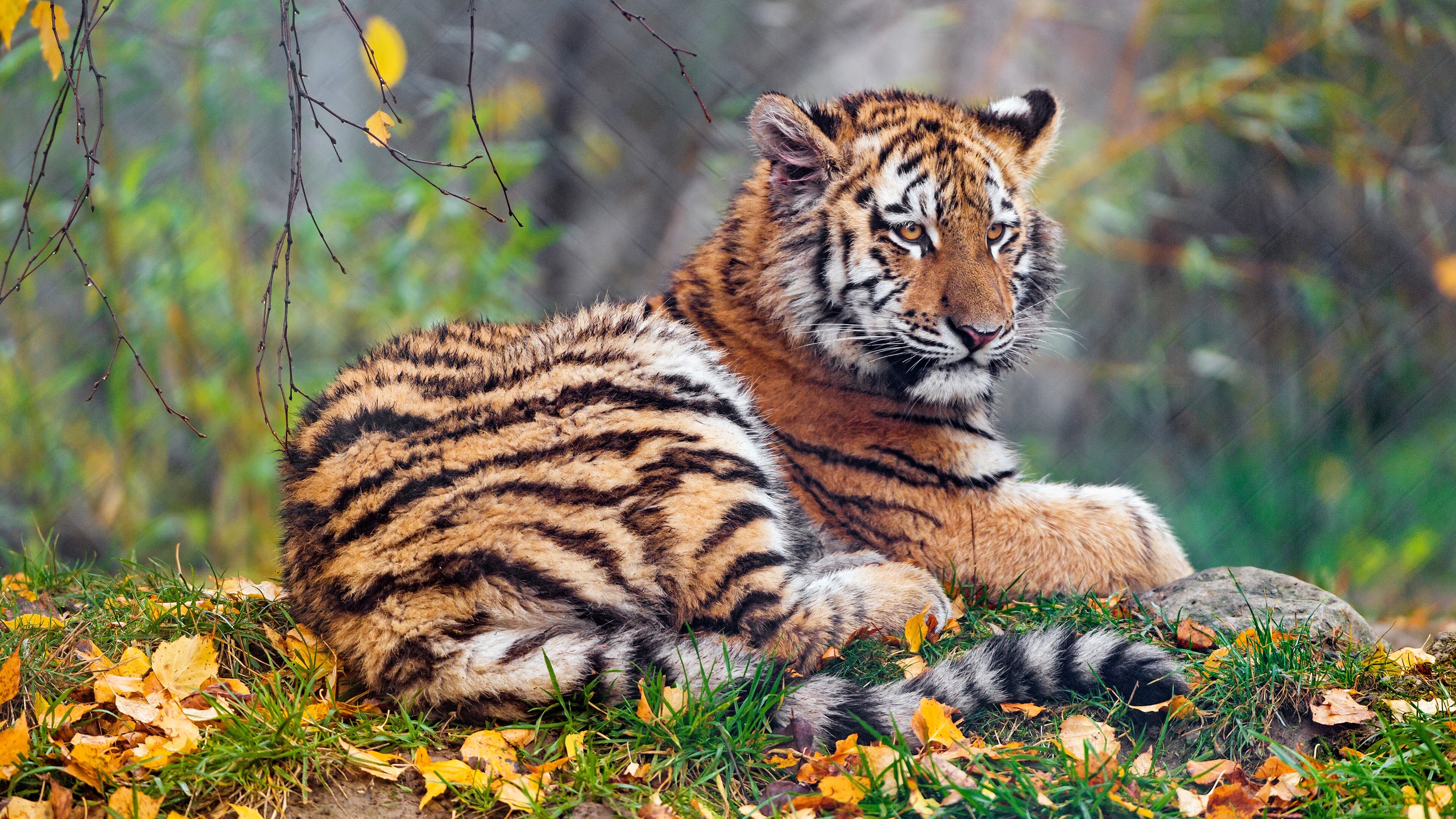 Tiger Cub: Recognizable for its dark vertical stripes on orange fur with a white underside. 3840x2160 4K Background.