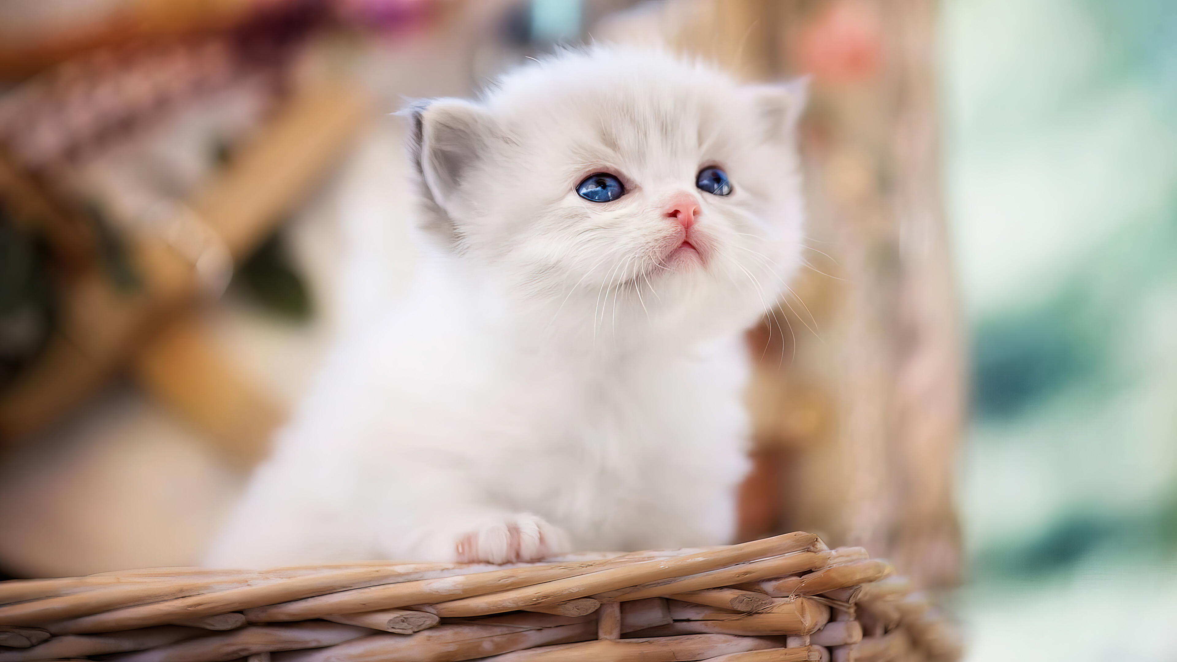 Kitten, Cats Wallpaper, 3840x2160 4K Desktop