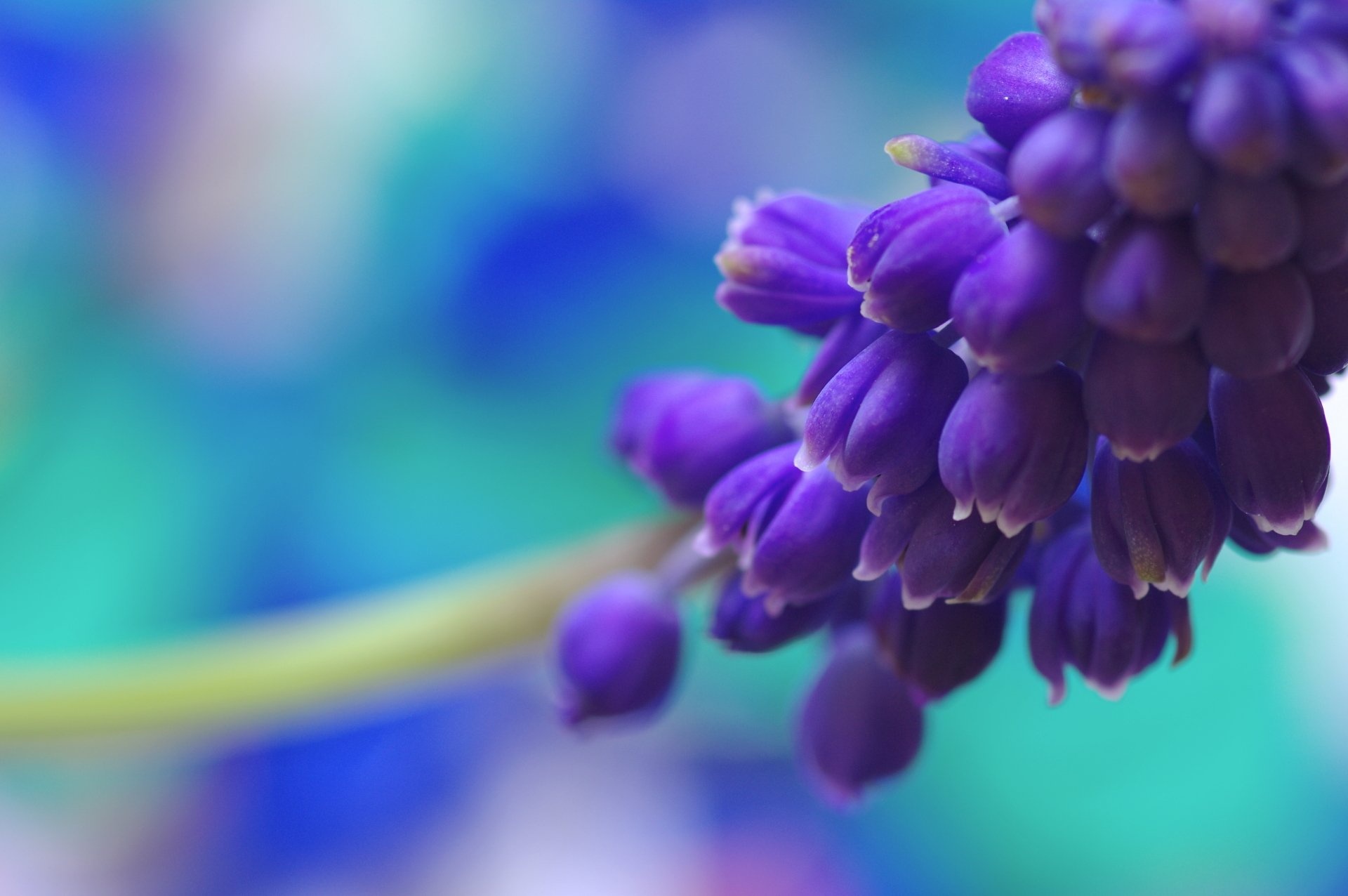 Hyacinth HD wallpapers, Beautiful backgrounds, Nature's wonders, Vibrant blossoms, 1920x1280 HD Desktop