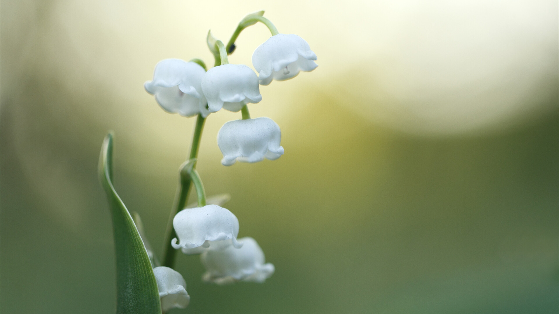 Lily of the Valley: Known for producing a signature scent that serves as a signal of spring for many. 1920x1080 Full HD Background.