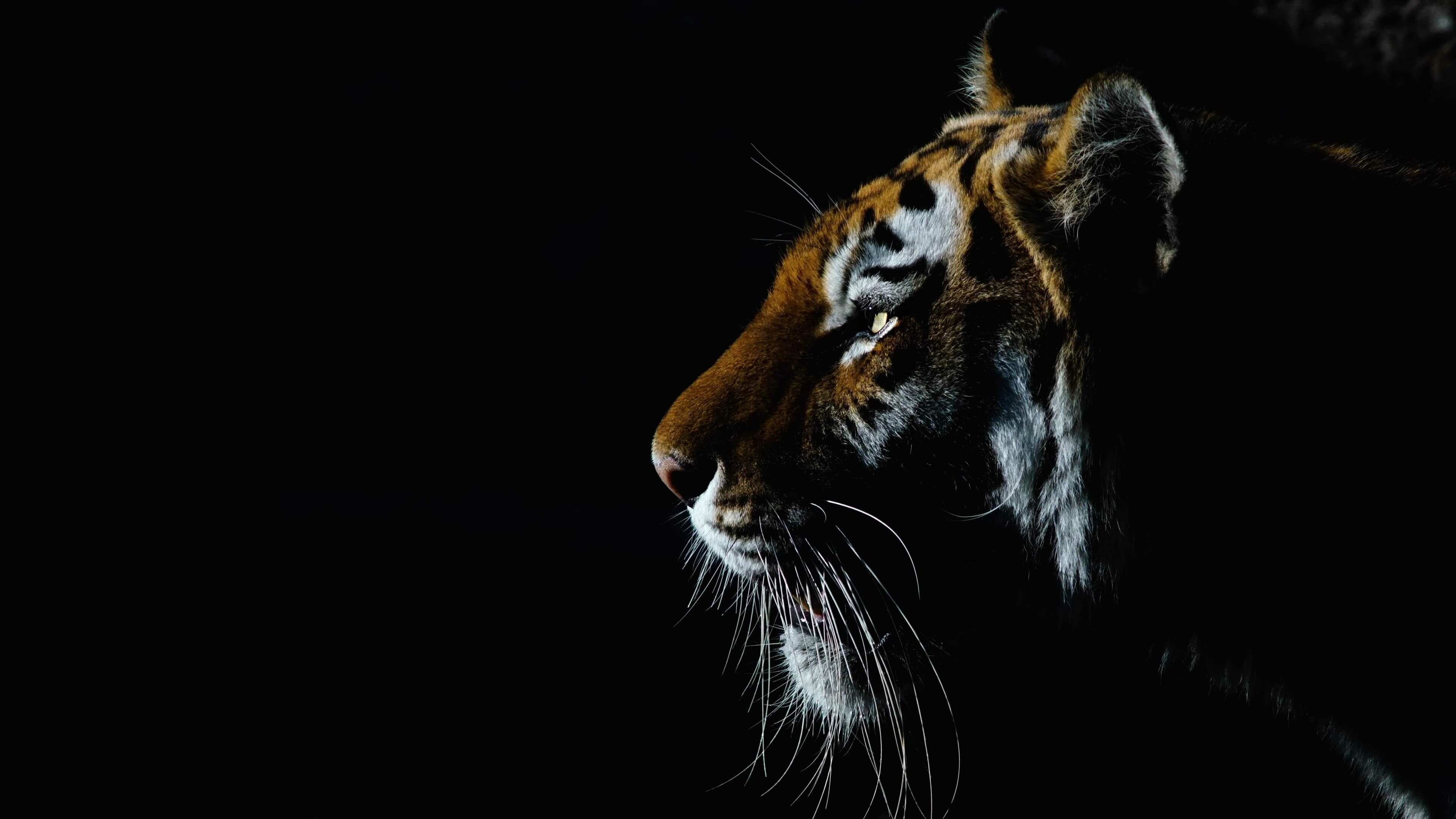 Tiger: A member of the genus Panthera. 3840x2160 4K Wallpaper.