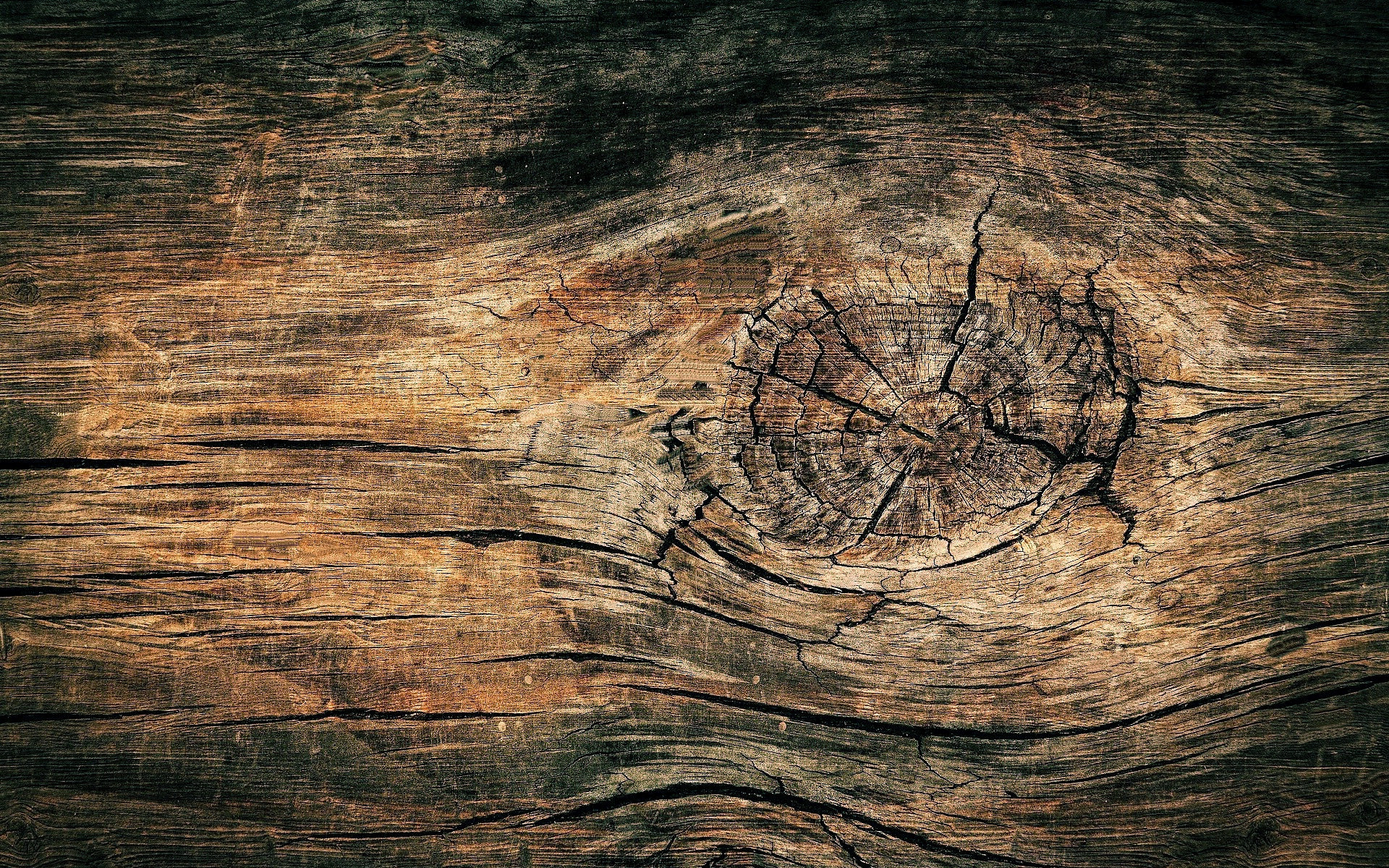 Wood texture, Brown background, Tree rings detail, Natural design, 1920x1200 HD Desktop