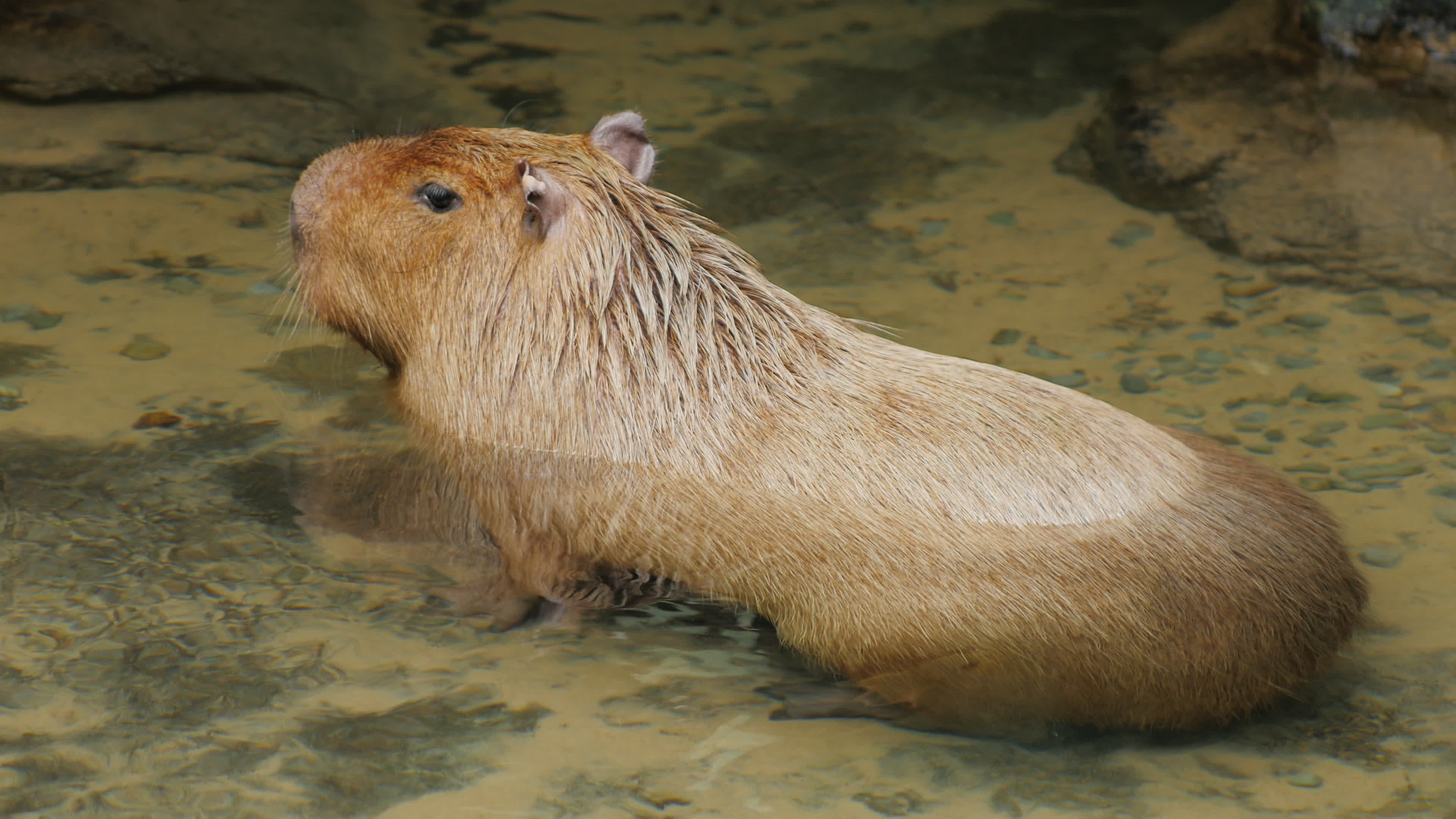 Capybara in a stream, Stock video, Serene footage, Nature's tranquility, 3840x2160 4K Desktop
