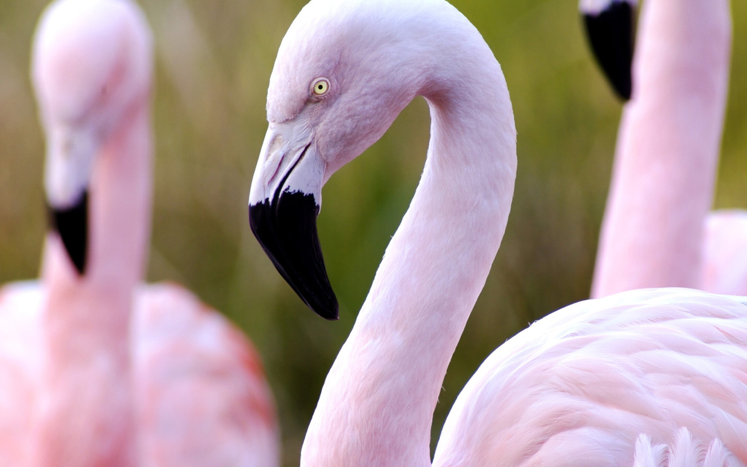 Flamingo: Birds with pink weathers, The algae they consume are loaded with beta carotene. 2560x1600 HD Wallpaper.