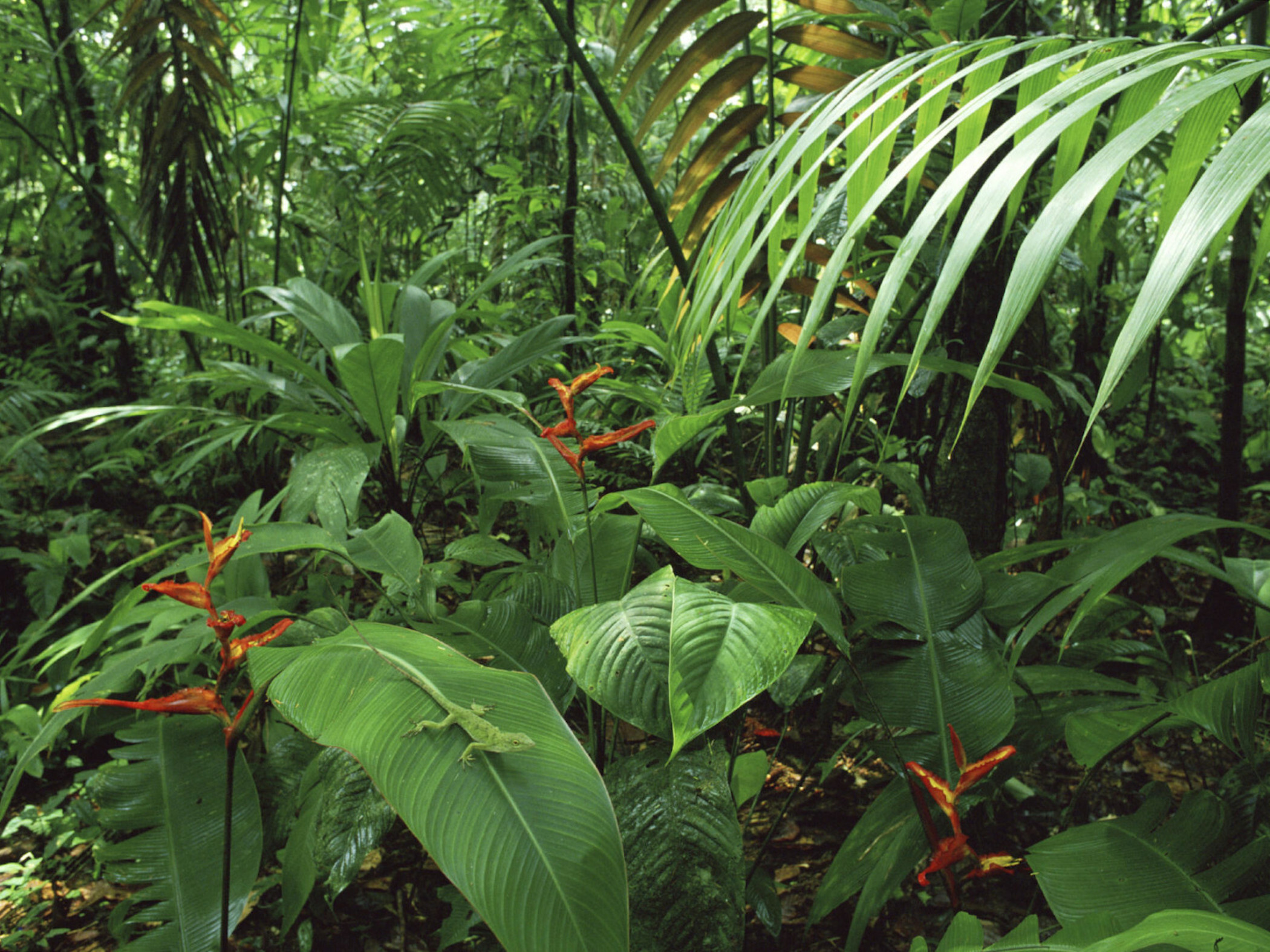Rainforest: Costa Rica, Tropical woodlands exhibit high levels of biodiversity. 2100x1580 HD Wallpaper.