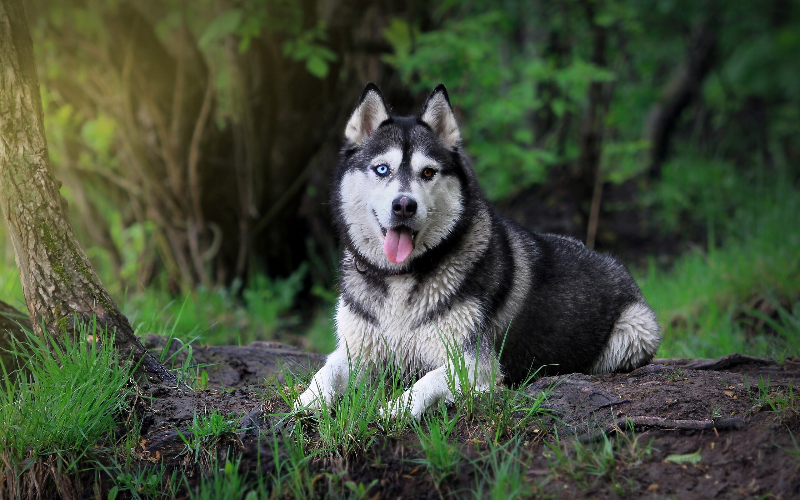 Cute husky wallpapers, Michelle Thompson's collection, Playful expressions, Irresistible charm, 2560x1600 HD Desktop