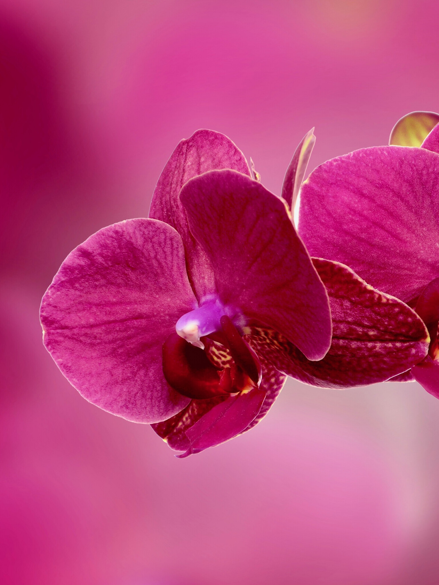Orchid: Orchids are primarily herbaceous, although some species may be vines, vinelike, or somewhat shrubby. 1540x2050 HD Background.