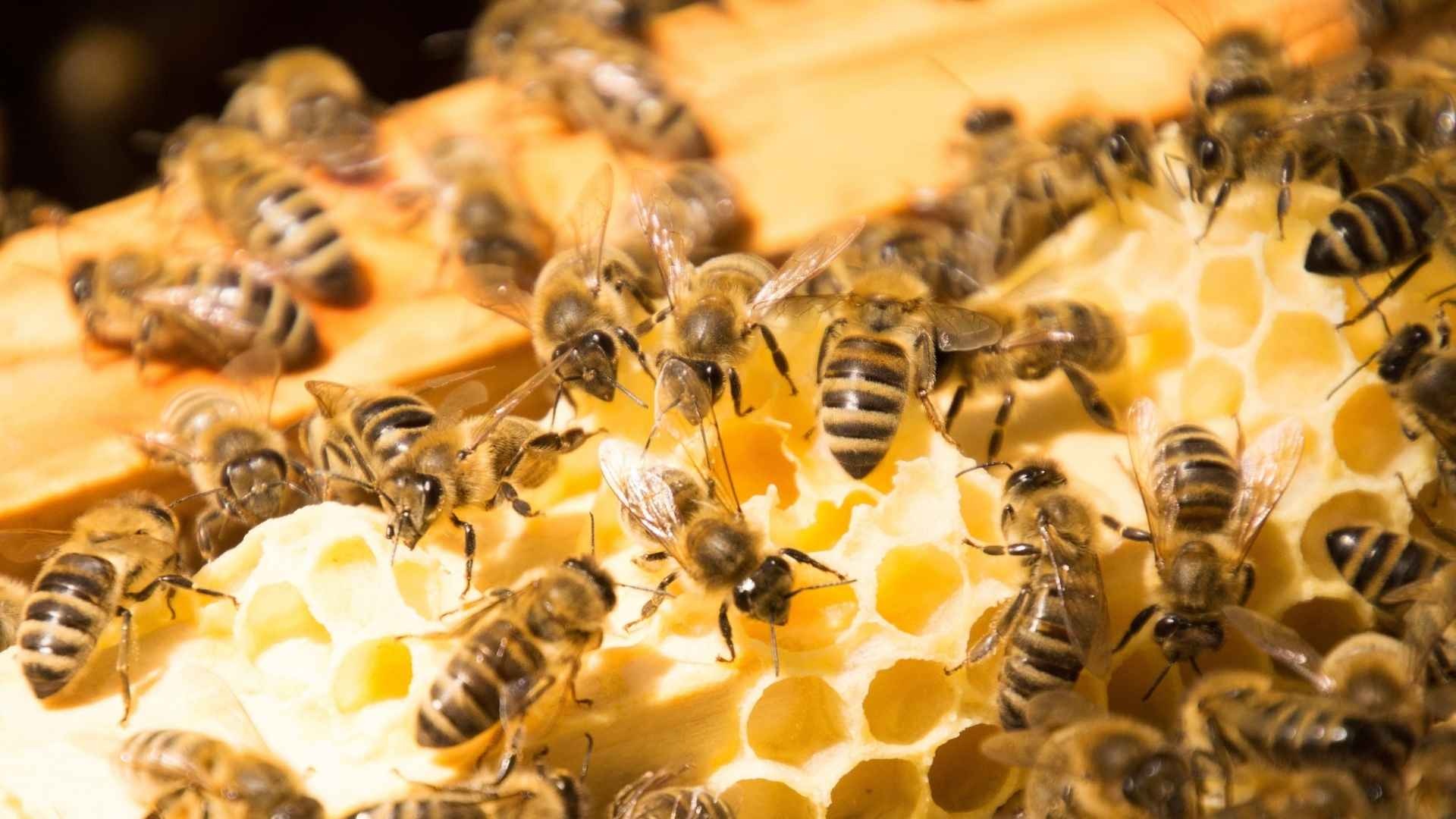 Beehive, different bees, bee hive, manuka honey, 1920x1080 Full HD Desktop