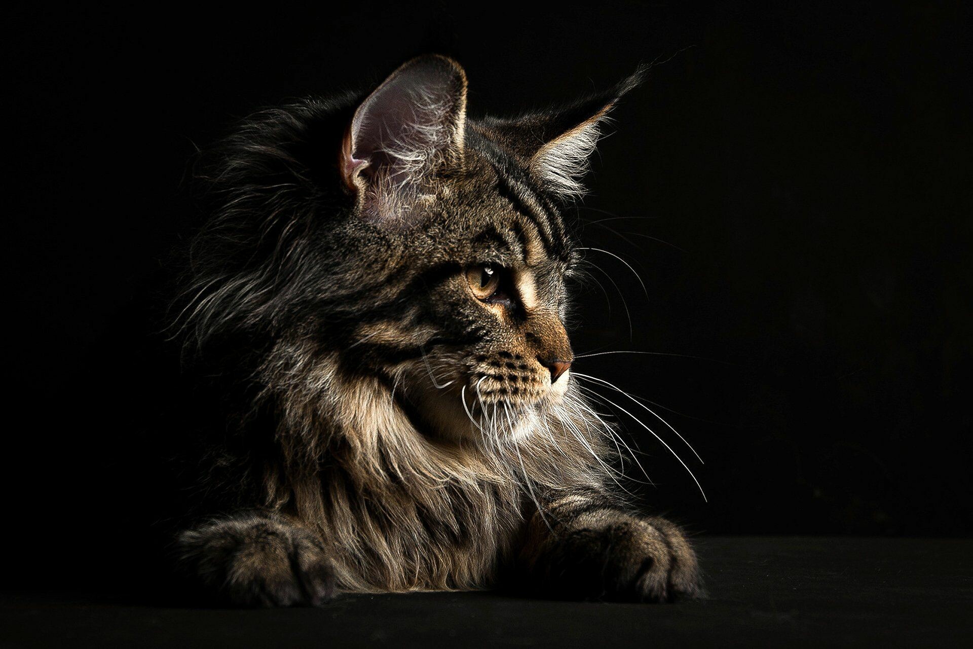 Maine Coon: Well known for being very vocal cats. 1920x1280 HD Background.