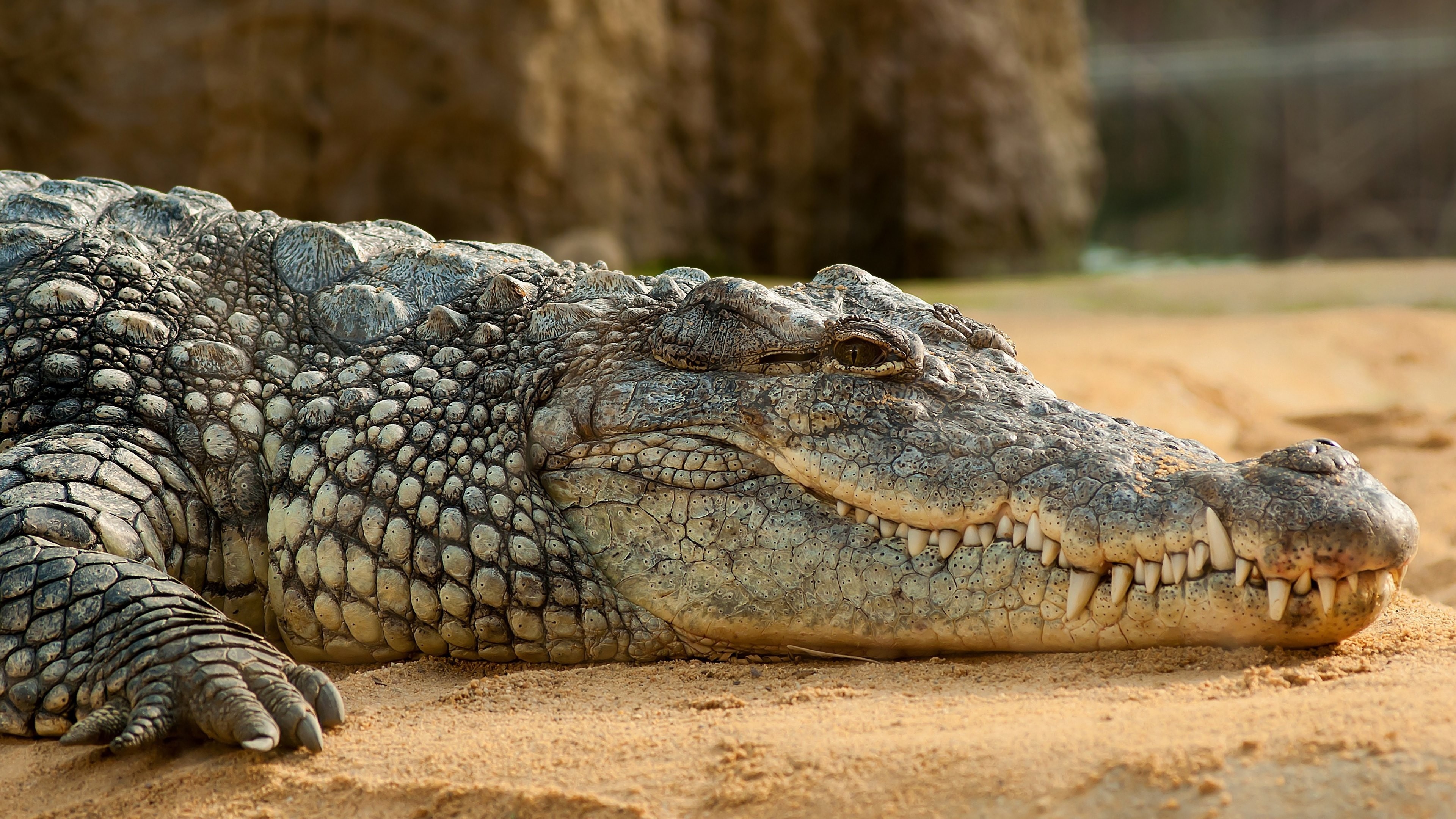 Crocodile: Family Crocodylidae, A large amphibious reptile. 3840x2160 4K Background.
