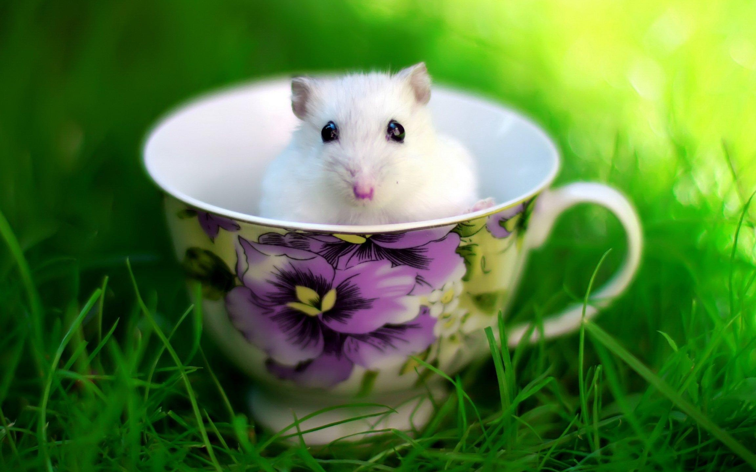 Playful mouse wallpapers, Adorable mouse, Little creature, Backgrounds, 2560x1600 HD Desktop