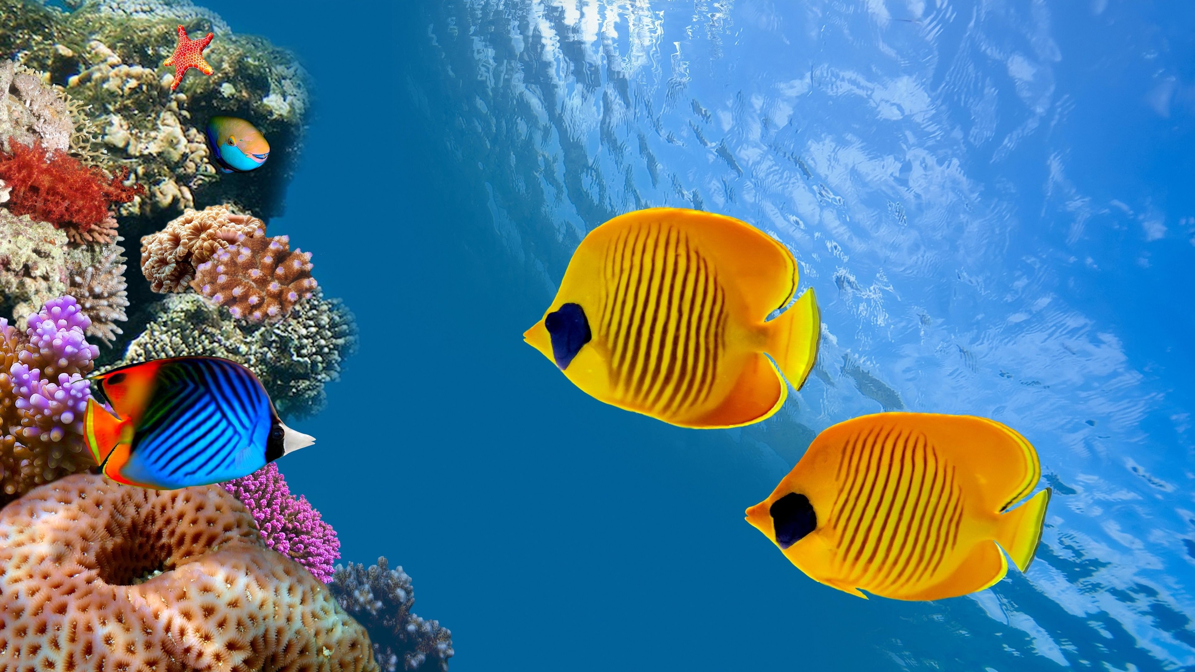 Marine underwater, Fish wallpaper, Underwater beauty, Underwater fish, 3840x2160 4K Desktop