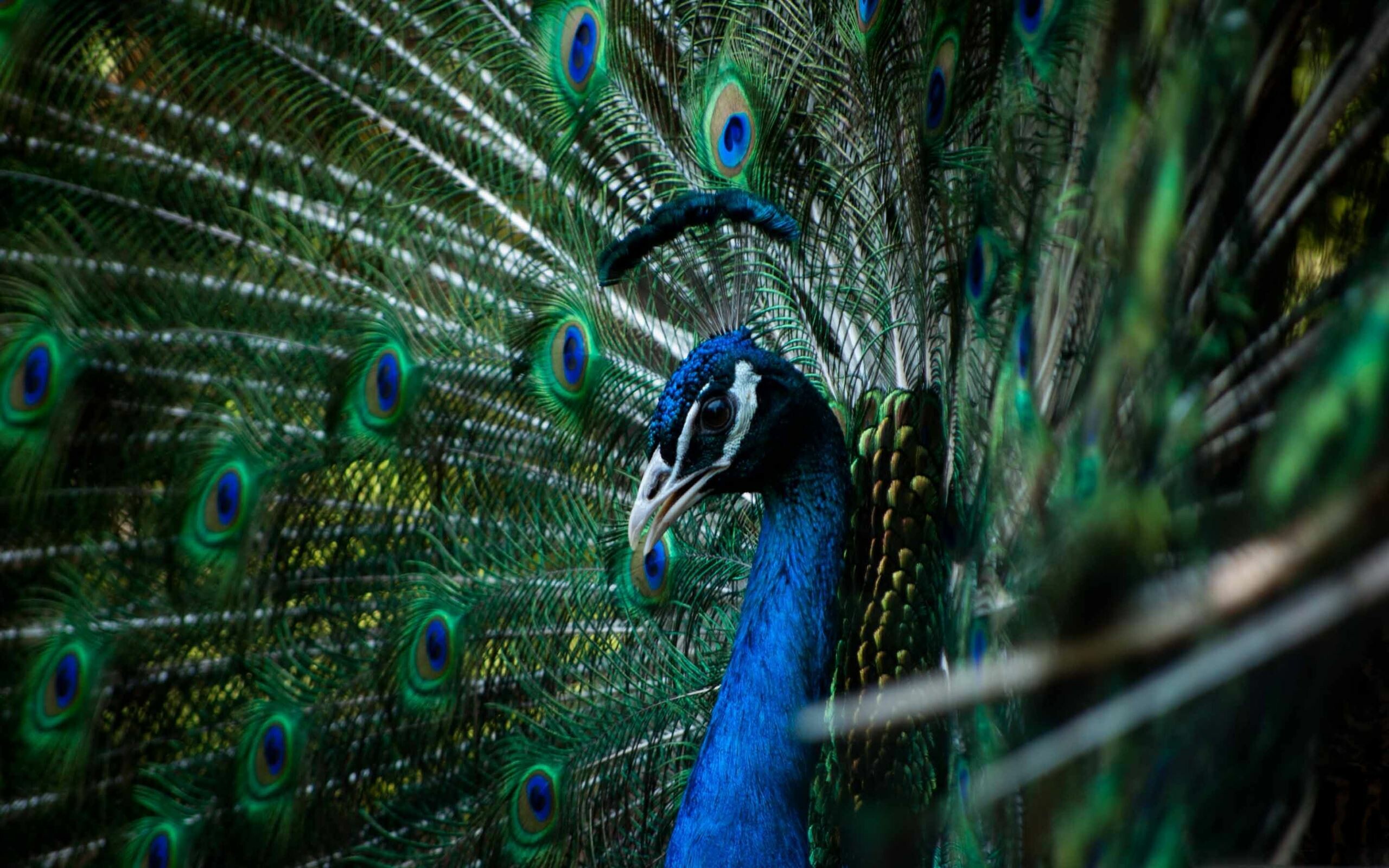 Peacock: Extravagant plumage is especially prominent in the Asiatic species. 2560x1600 HD Wallpaper.