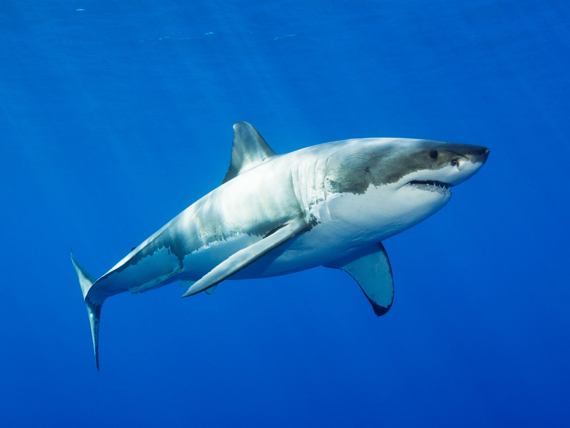 Great White Shark: The dorsal side of the body is darker, while the ventral side is lighter. 2400x1800 HD Background.