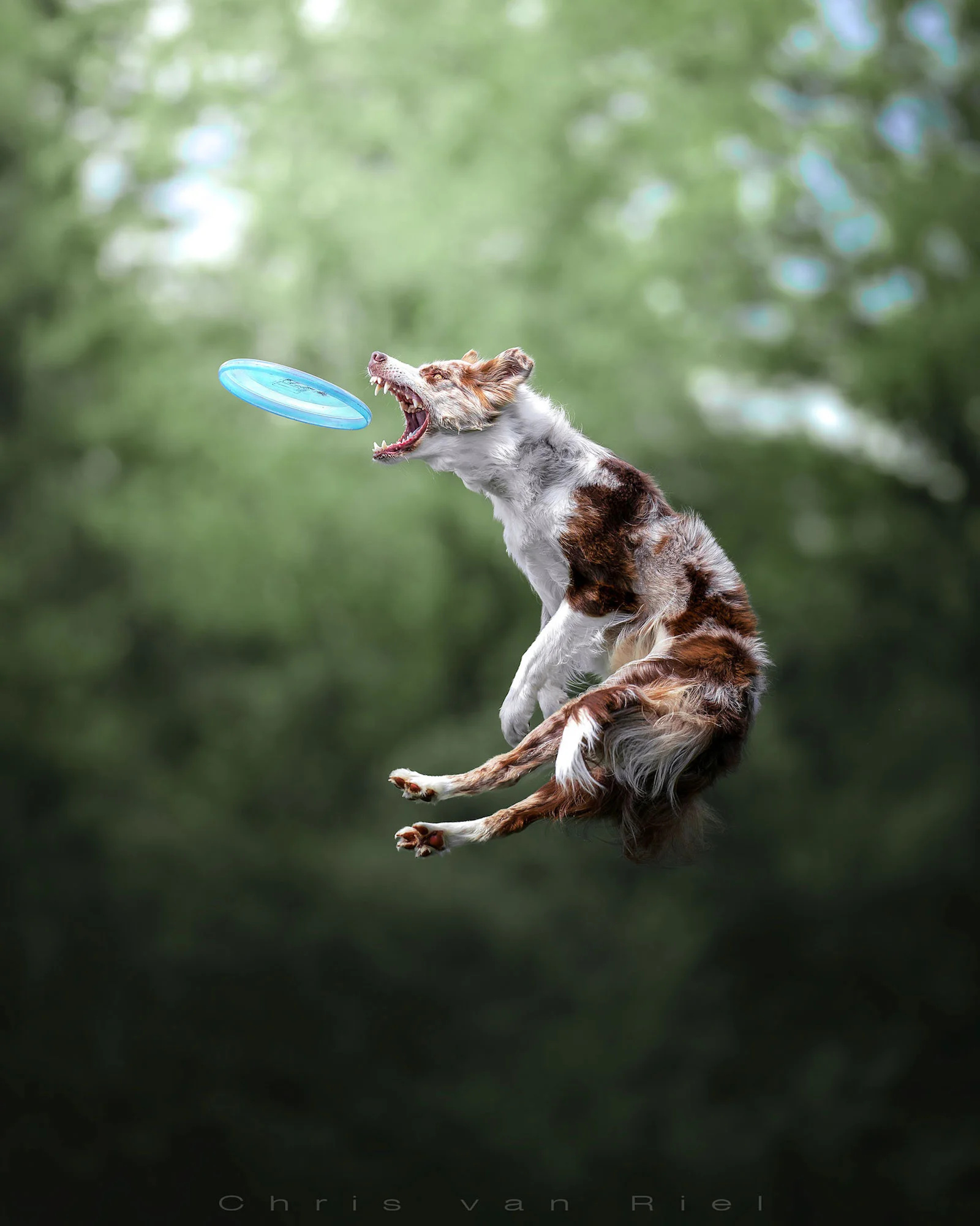 Flying Disc Sports: Disc Dog Sport, Dog Training, Fast Catching, Frisby for Pets. 1600x2000 HD Wallpaper.