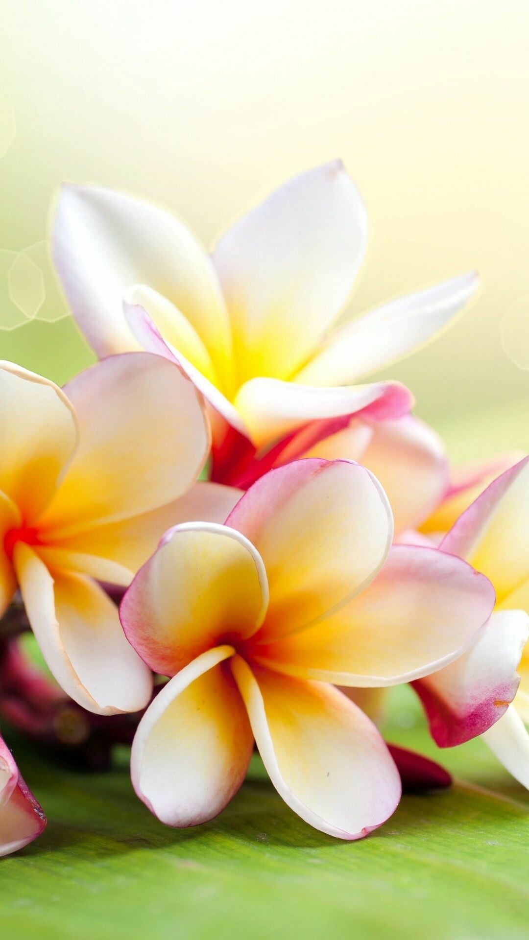 Graceful plumeria, Elegant flower branch, Beautiful flora, Ornate petals, 1080x1920 Full HD Phone