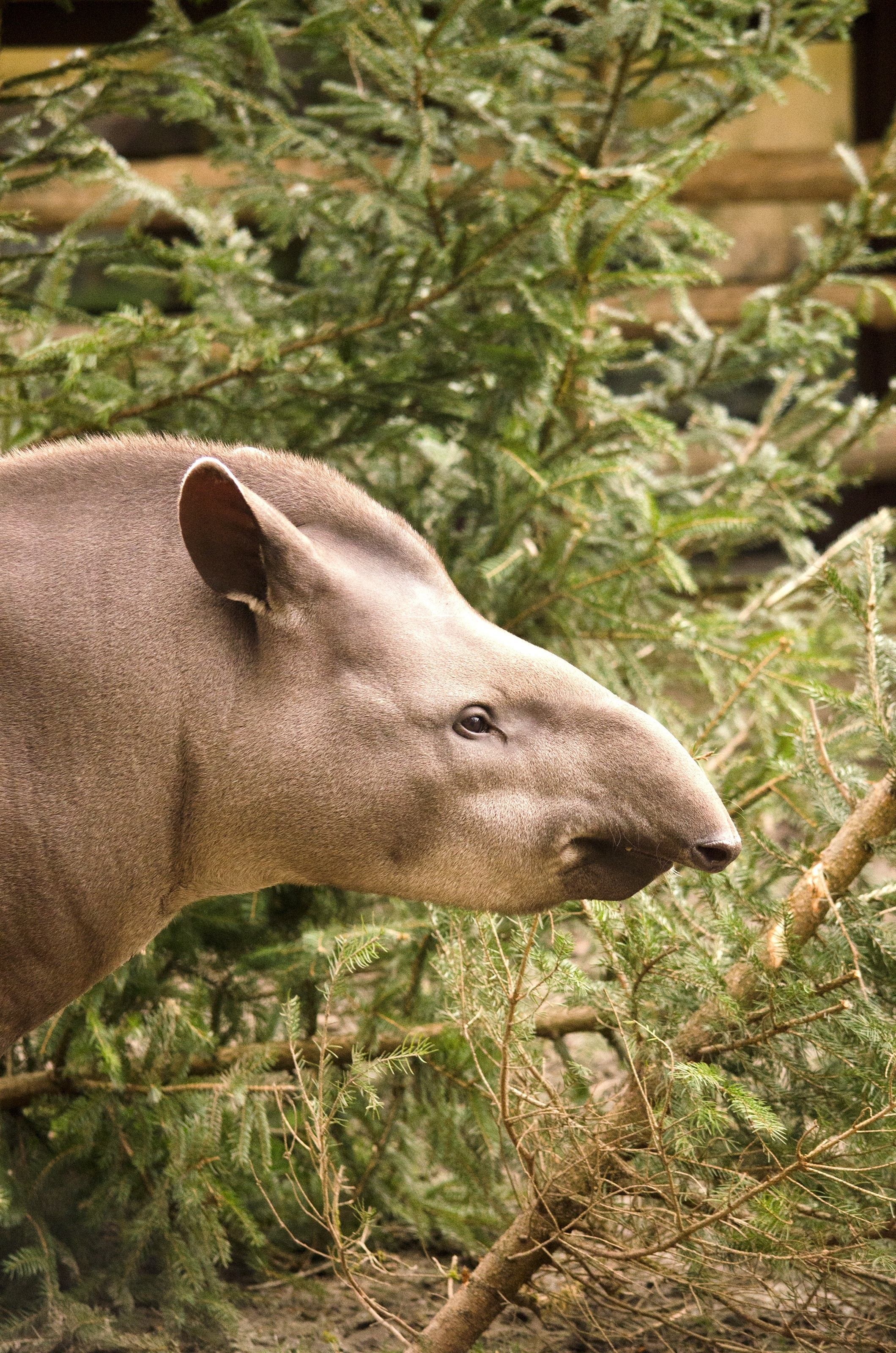 Tapir head, Close-up view, Free image download, Detailed features, 2120x3200 HD Phone